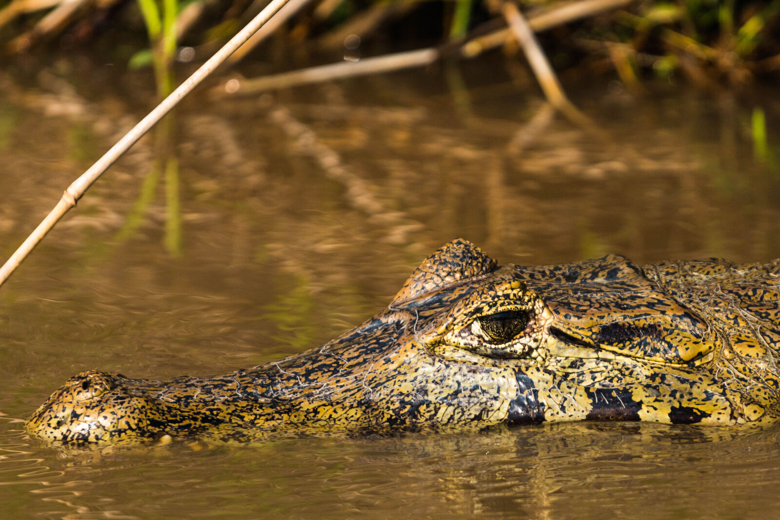 Canon EF 70-200mm F4L USM sample photo. Pantanal, brasil photography