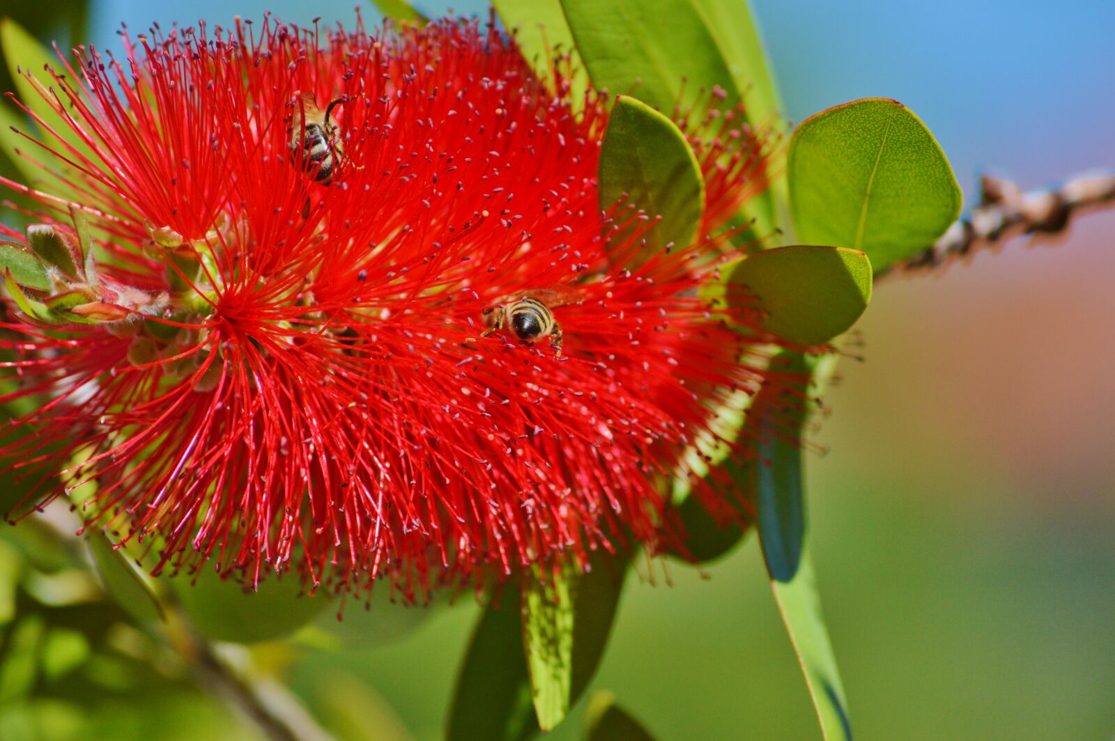 Nikon D3200 sample photo. Lemon bottlebrush, callistemon citrinus photography