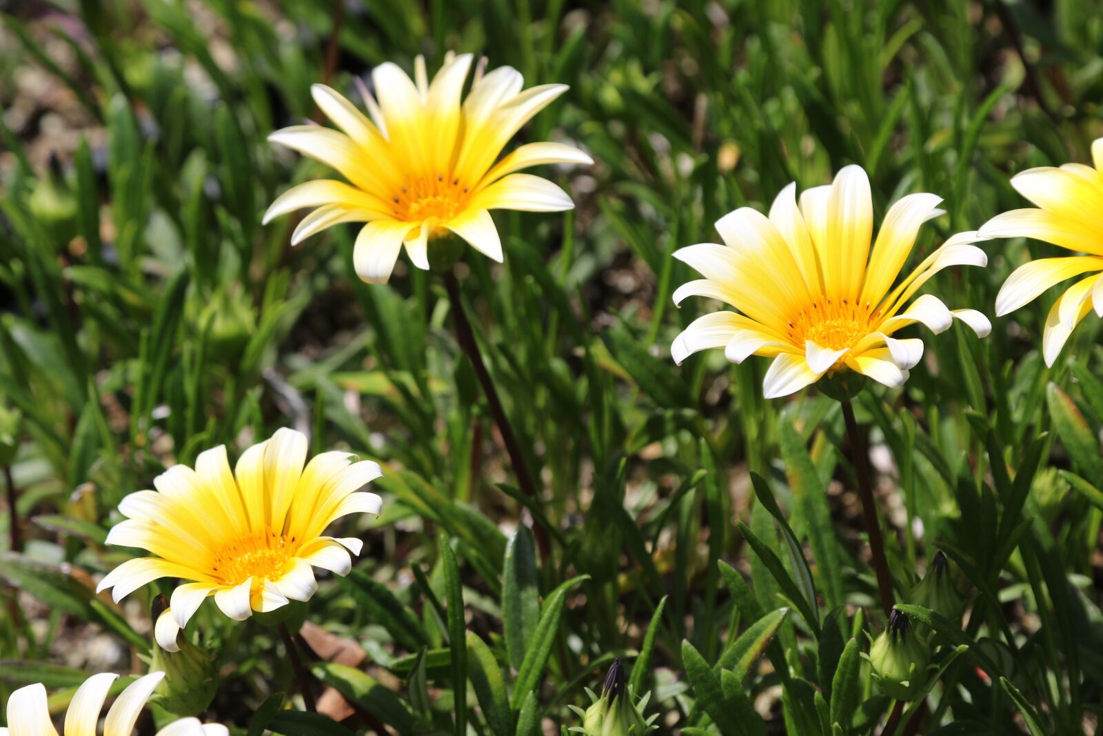 Canon EOS 7D Mark II sample photo. Nature, summer, flora photography