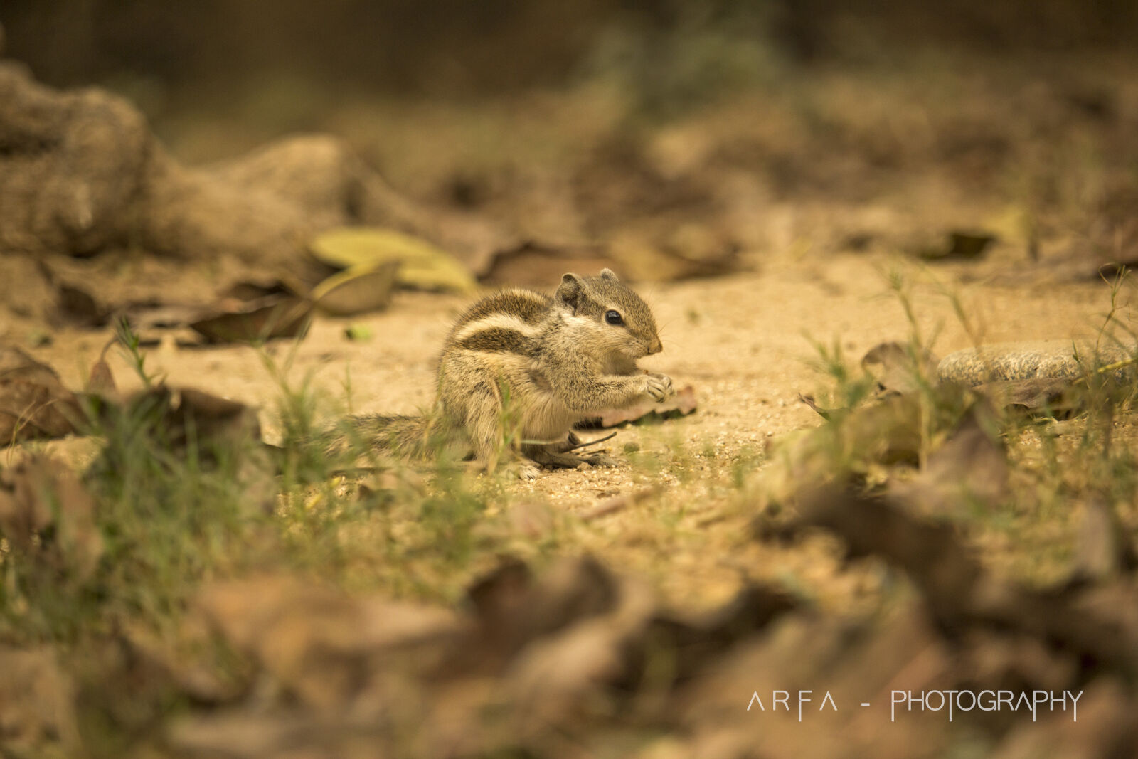 Canon EOS 60D + Canon EF-S 55-250mm F4-5.6 IS STM sample photo. Animal, animal, photography, squirrel photography