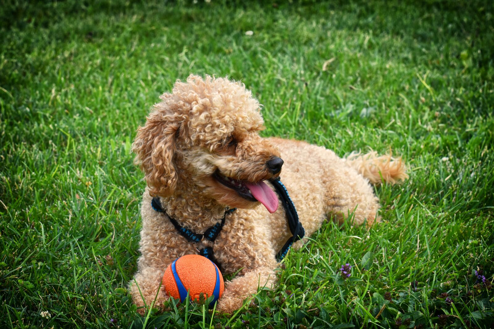 Nikon D7200 sample photo. Poodle, dog, pet photography