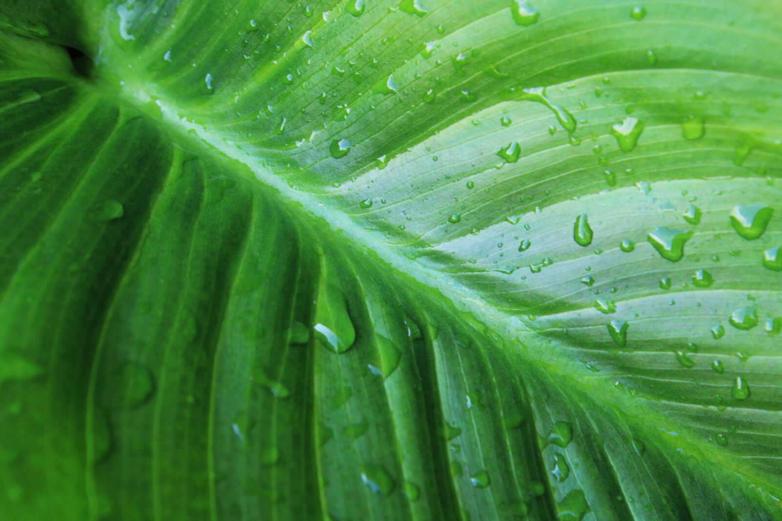 Canon EOS 2000D (EOS Rebel T7 / EOS Kiss X90 / EOS 1500D) sample photo. Green, water drop, nature photography