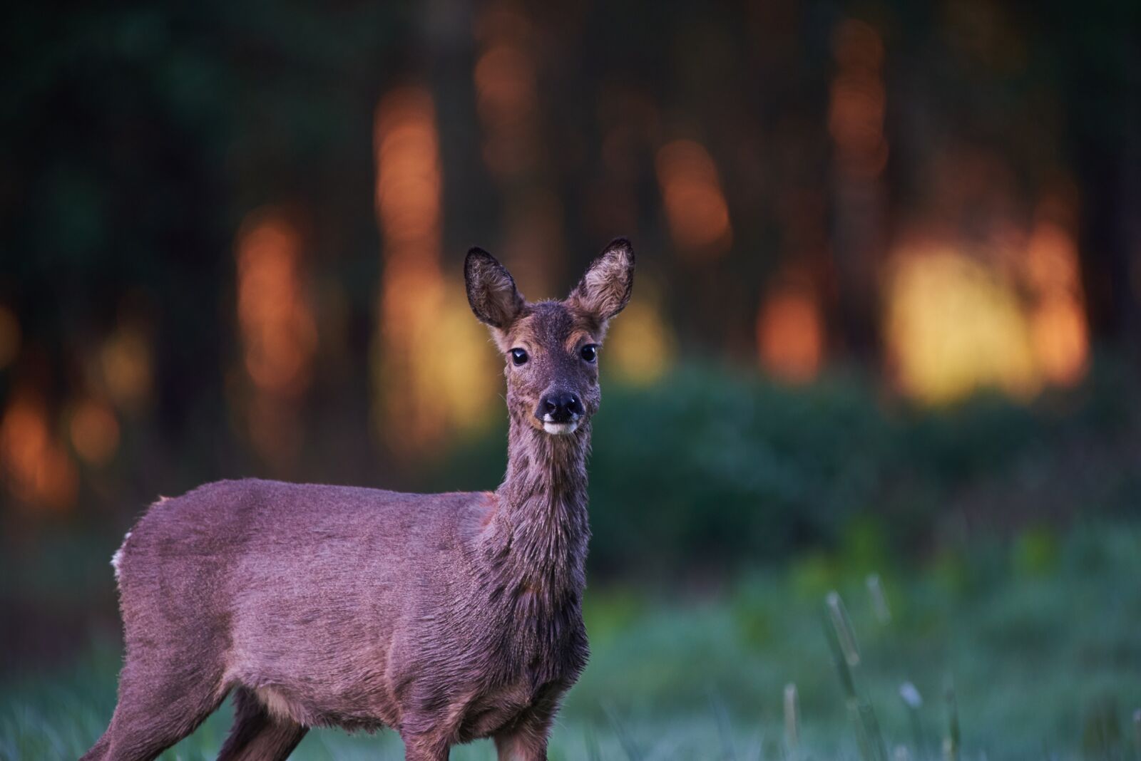 Nikon AF-S Nikkor 200-500mm F5.6E ED VR sample photo. Wild animal, roe deer photography