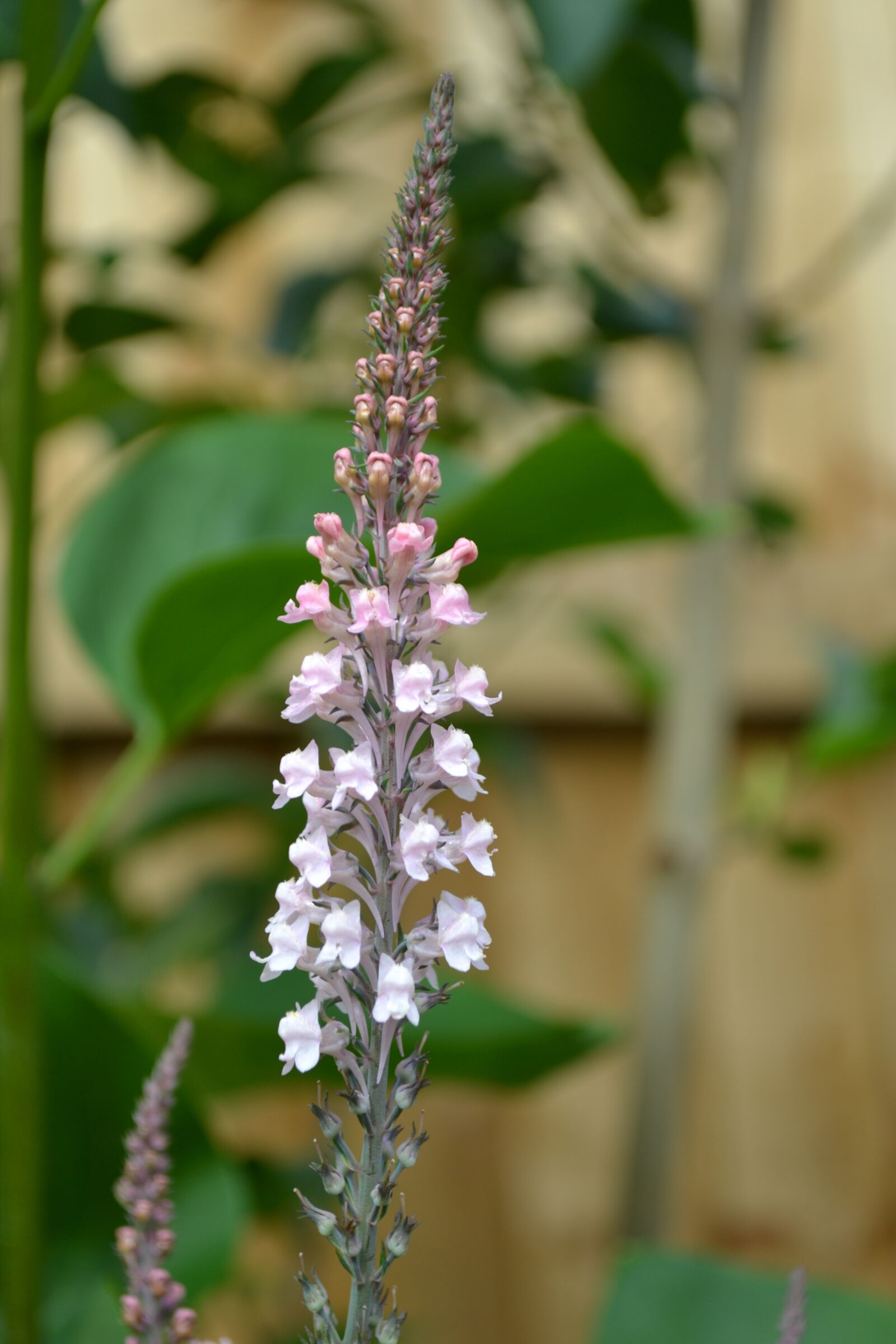 Nikon D3100 sample photo. Loosestrife, flower, pink photography