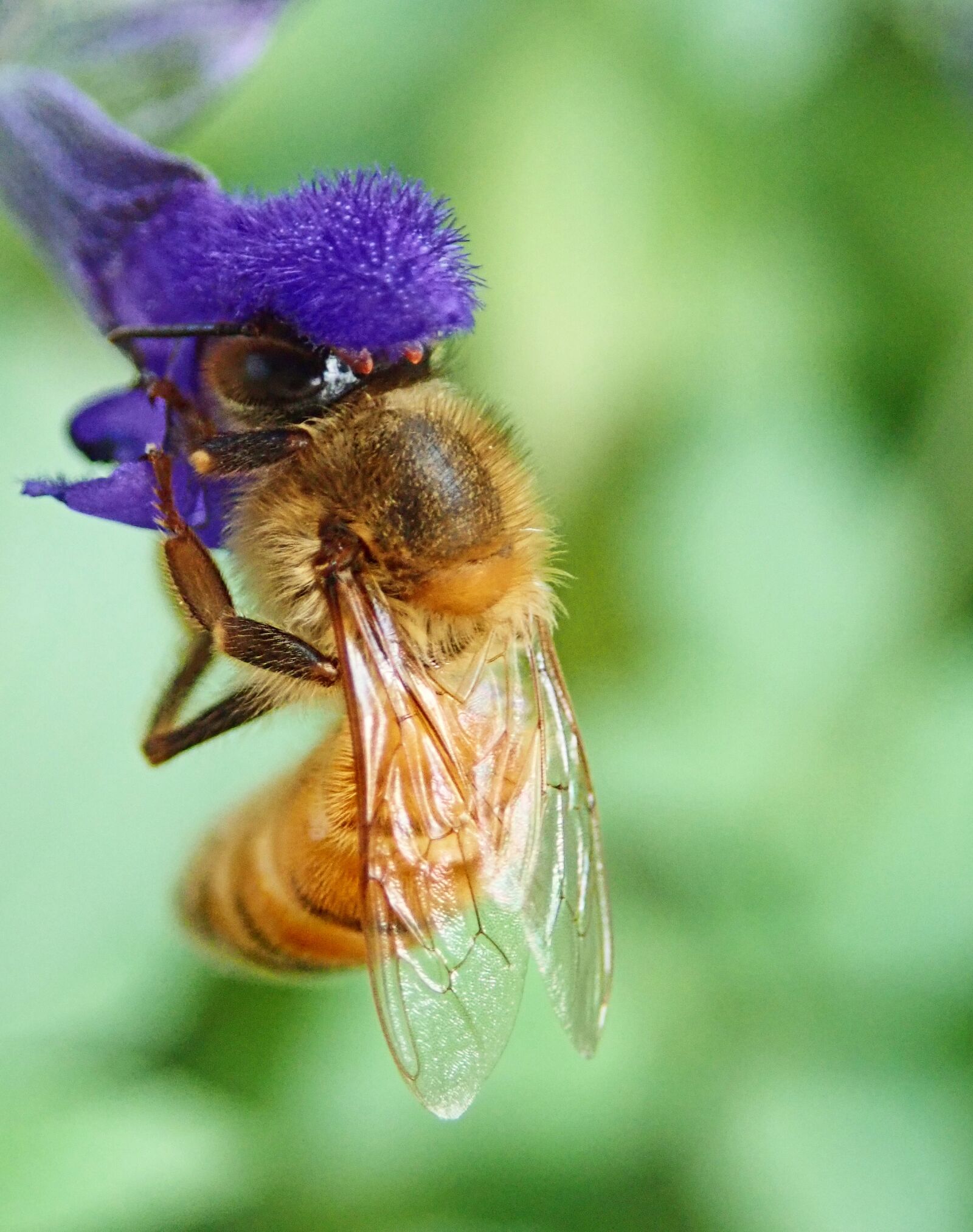 Olympus TG-5 sample photo. Bee, insect, nectar photography