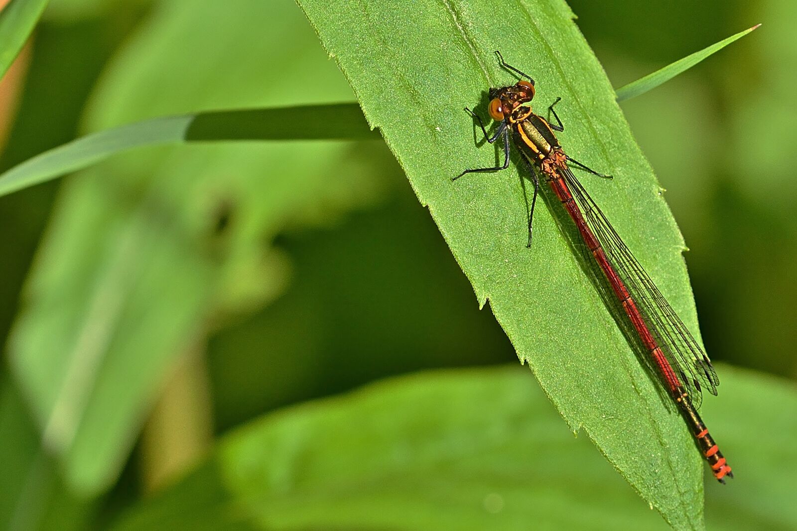 Nikon D5200 sample photo. Dragonfly, adonis dragonfly, red photography