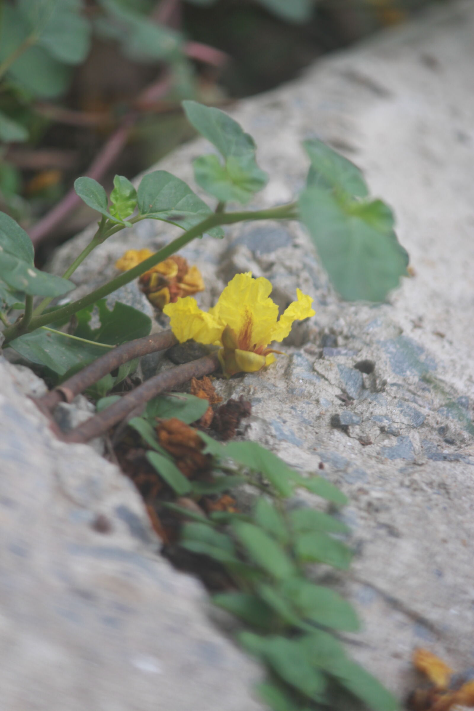 Canon EOS 700D (EOS Rebel T5i / EOS Kiss X7i) sample photo