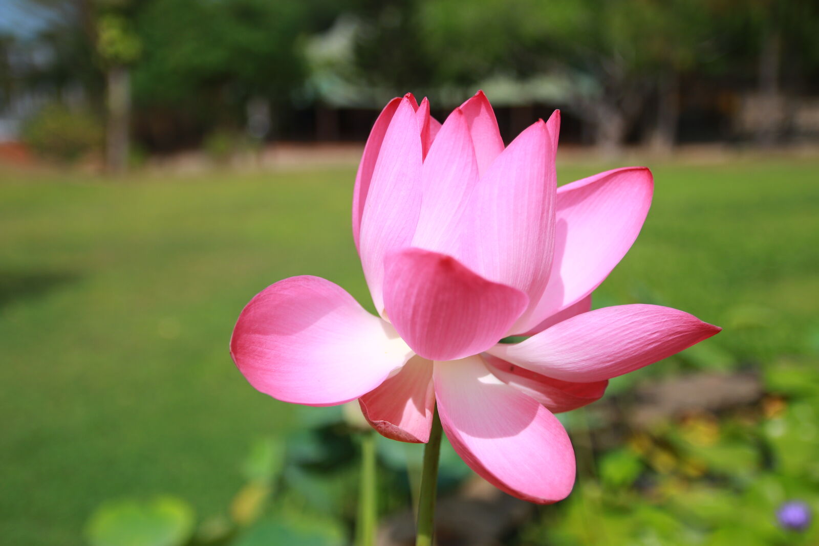 Canon EOS 70D sample photo. Pink, petaled, flower, in photography