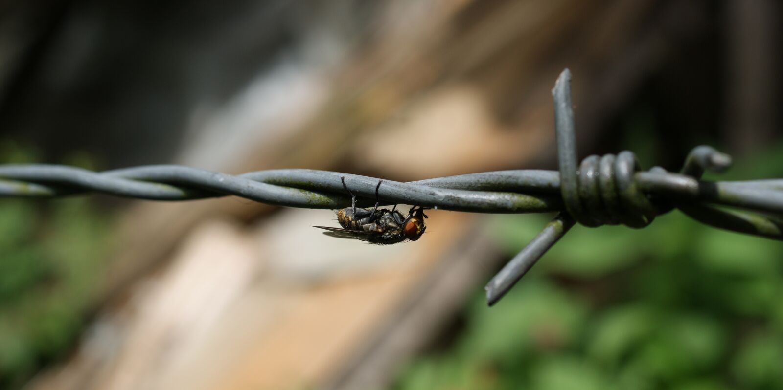 Sony Alpha DSLR-A390 sample photo. Nature, insects, fly photography