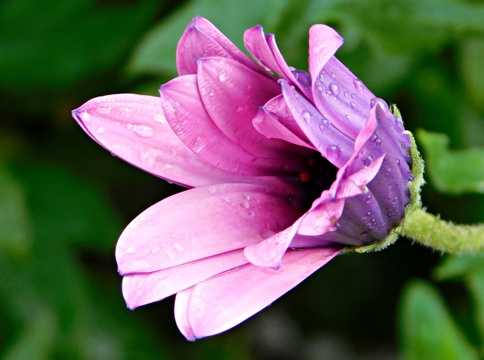 Nikon Coolpix L840 sample photo