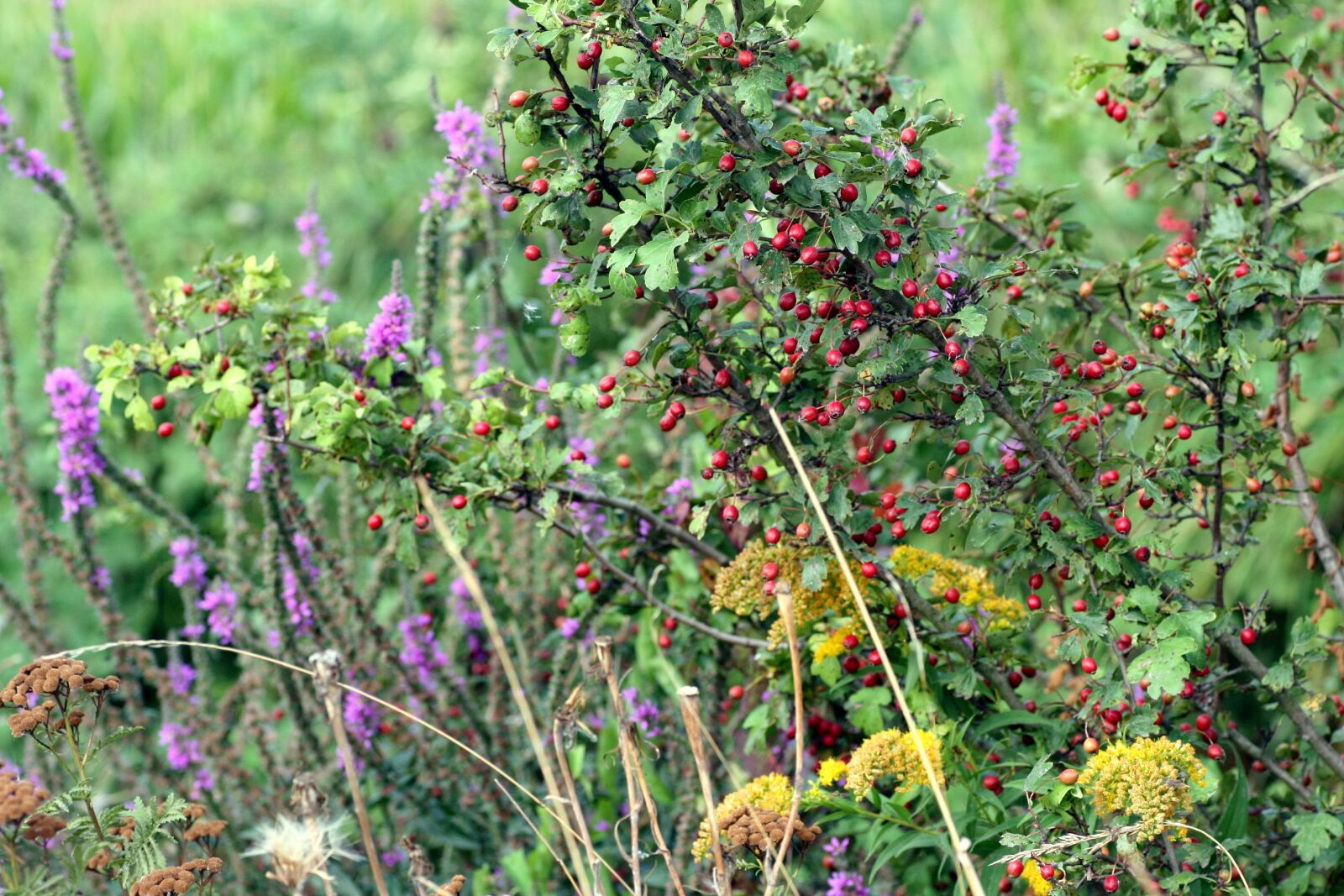 Canon EOS 350D (EOS Digital Rebel XT / EOS Kiss Digital N) sample photo. Wild flowers, colors, summer photography
