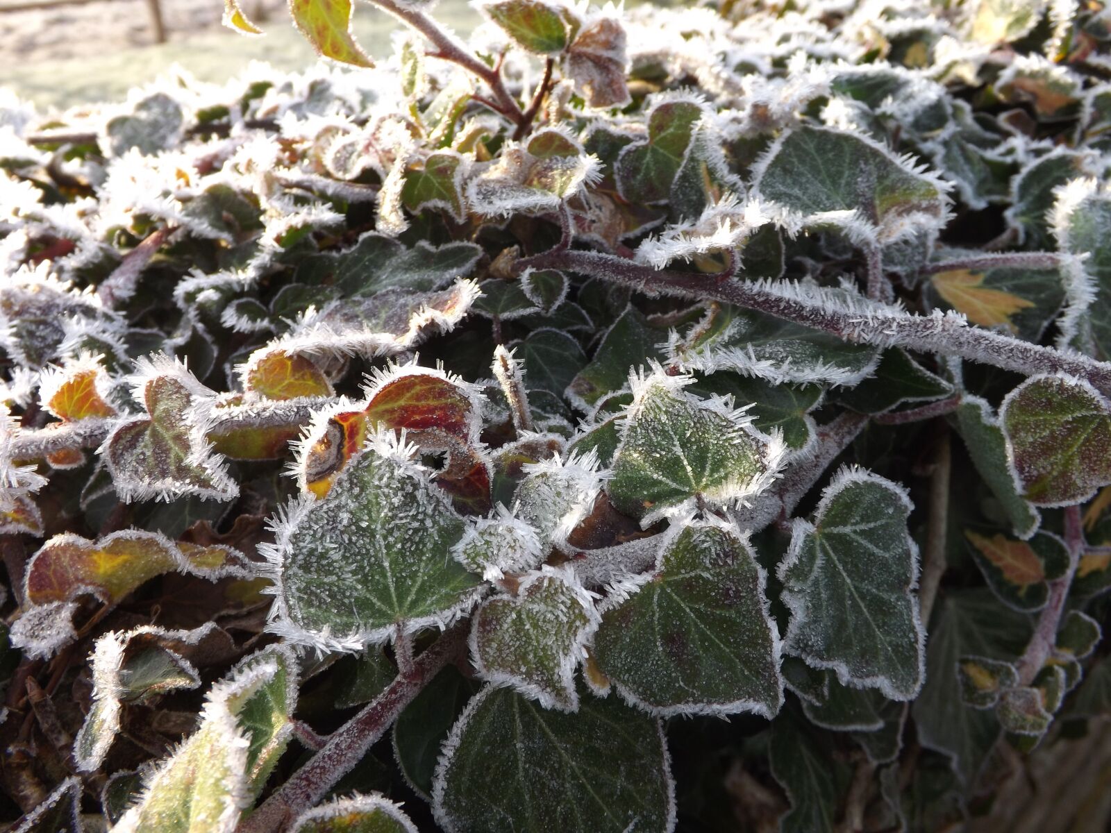 Fujifilm FinePix S4400 sample photo. Frost, leaves, winter photography