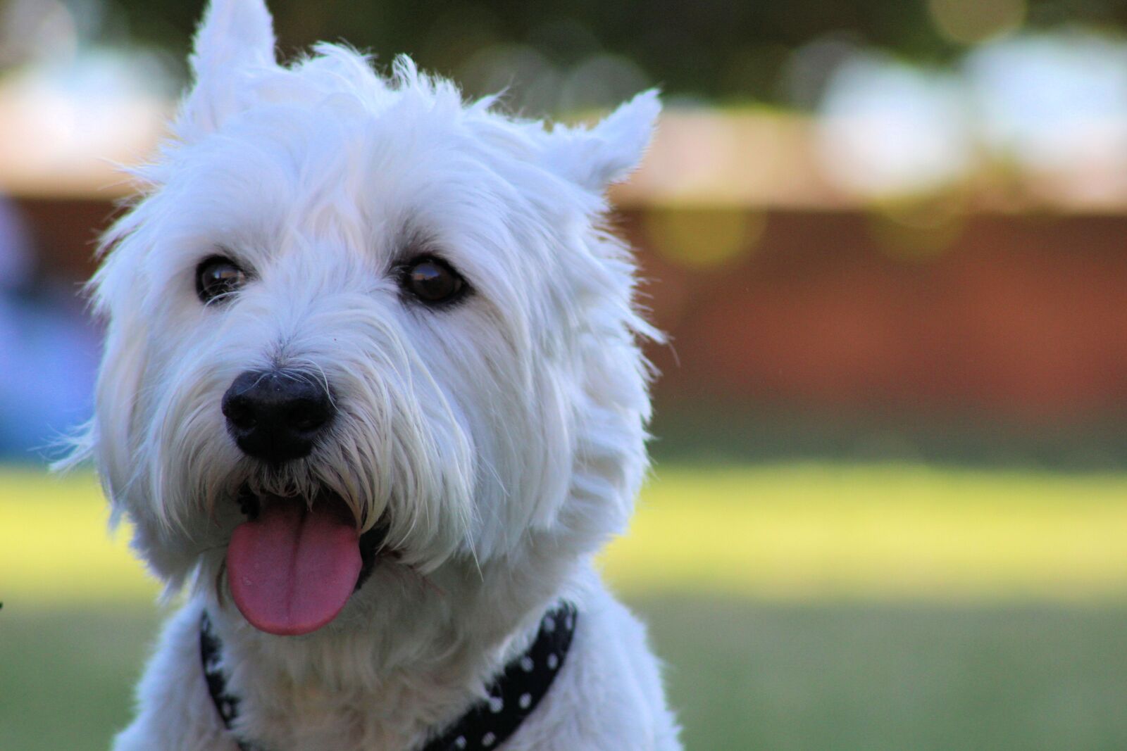 Canon EOS 1200D (EOS Rebel T5 / EOS Kiss X70 / EOS Hi) + Canon EF75-300mm f/4-5.6 sample photo. Dog, withe, animals photography