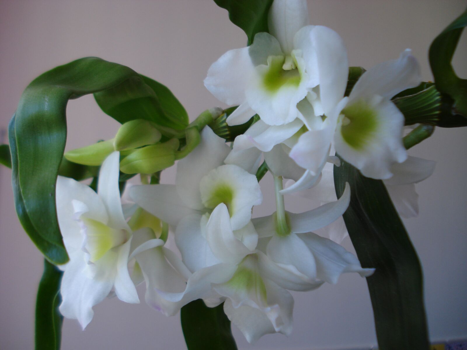 Sony DSC-W55 sample photo. "Orchid, bamboo orchid, flower" photography