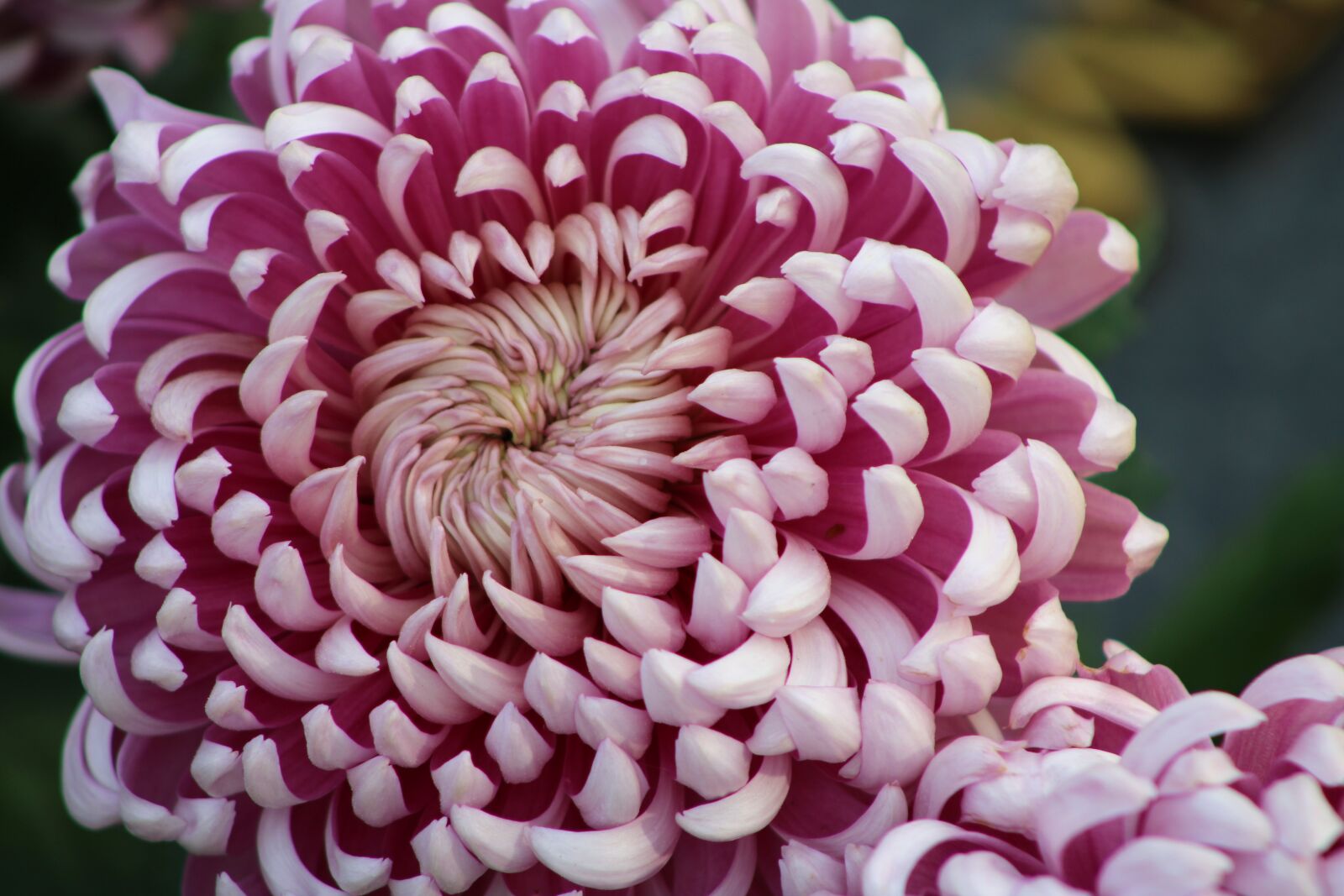 Canon EOS 2000D (EOS Rebel T7 / EOS Kiss X90 / EOS 1500D) sample photo. Violet, purple, chrysanthemums photography