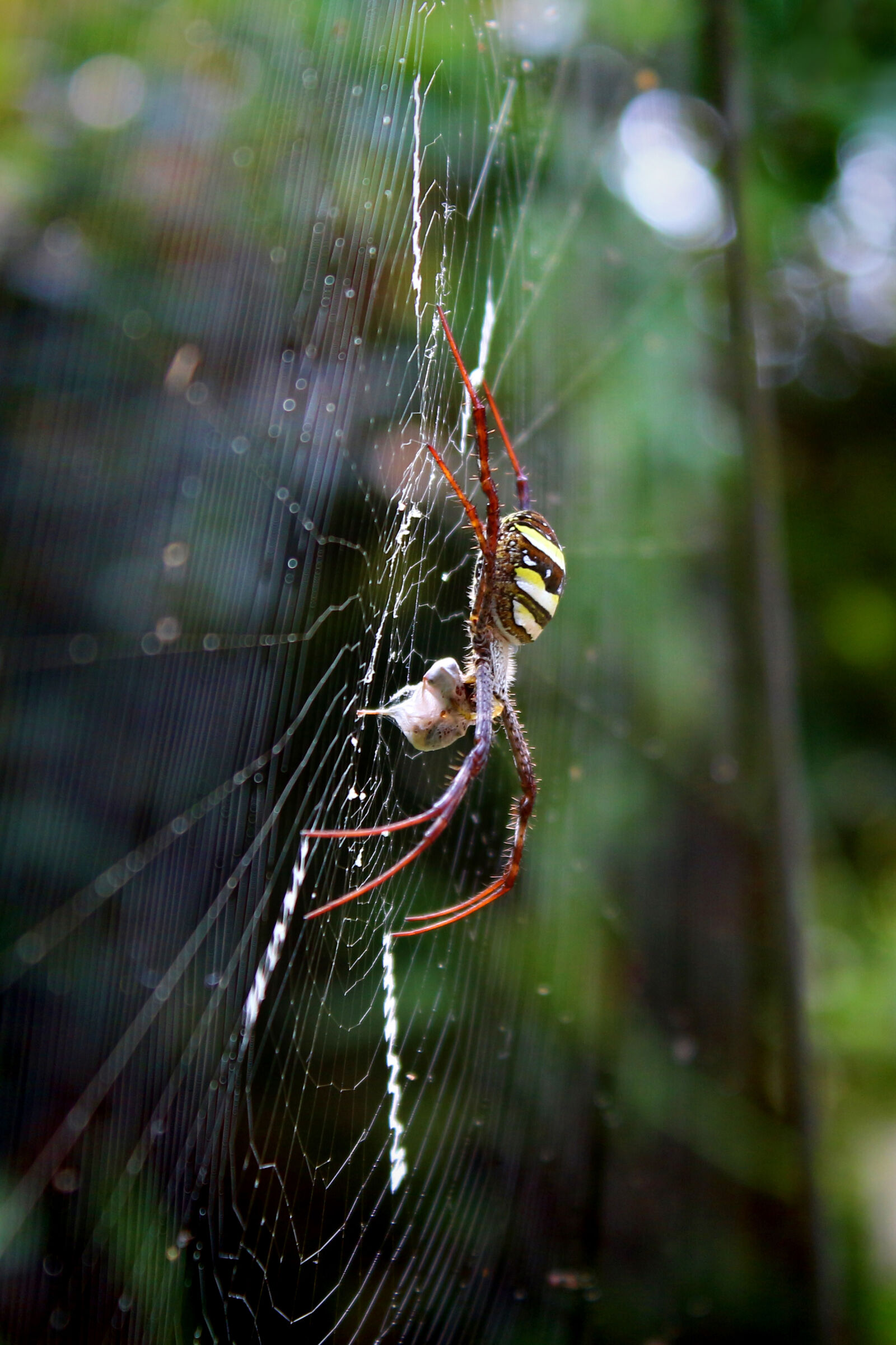 Canon EOS 700D (EOS Rebel T5i / EOS Kiss X7i) sample photo. Brown, and, yellow, spider photography