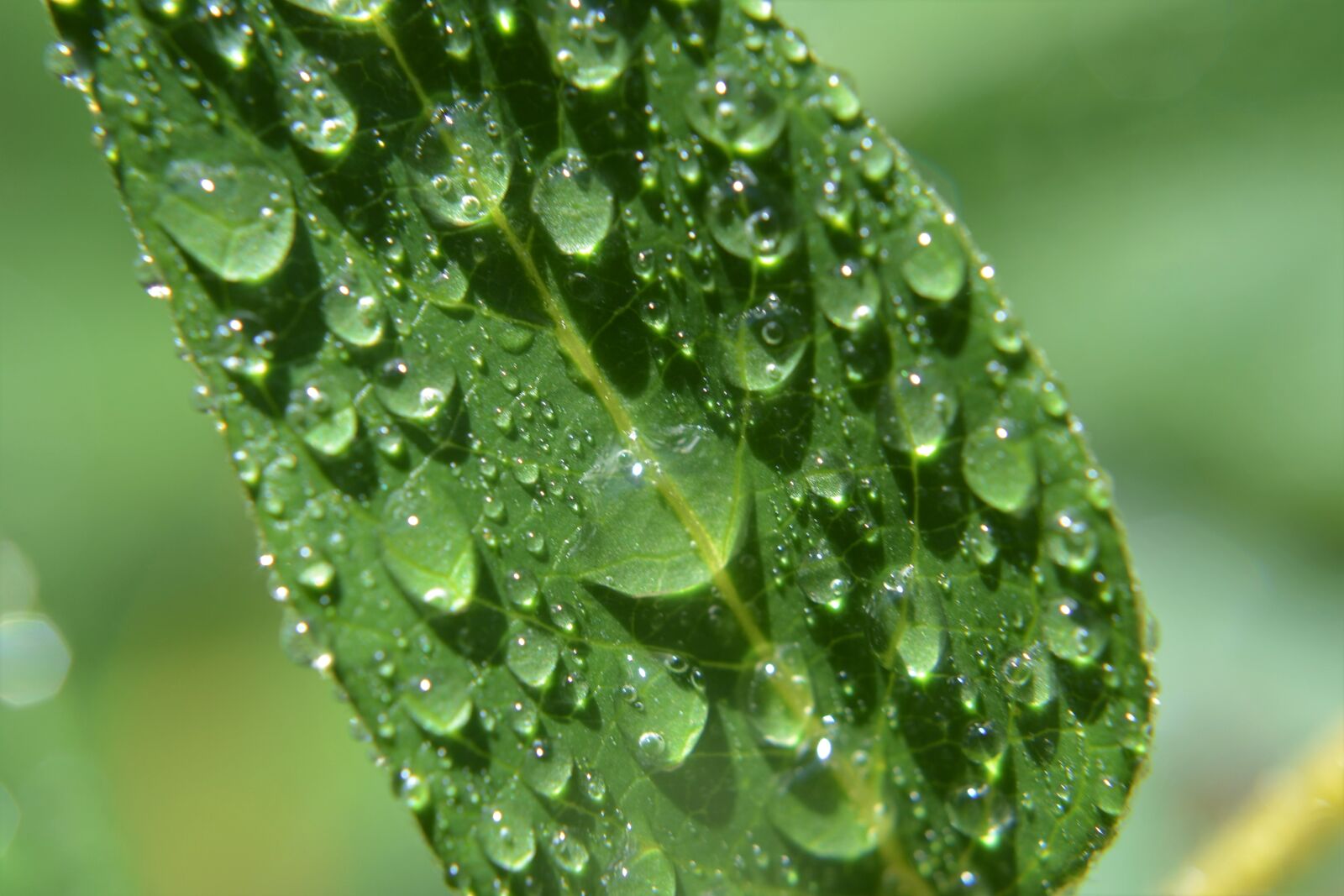 Nikon D3100 sample photo. Green, water, nature photography
