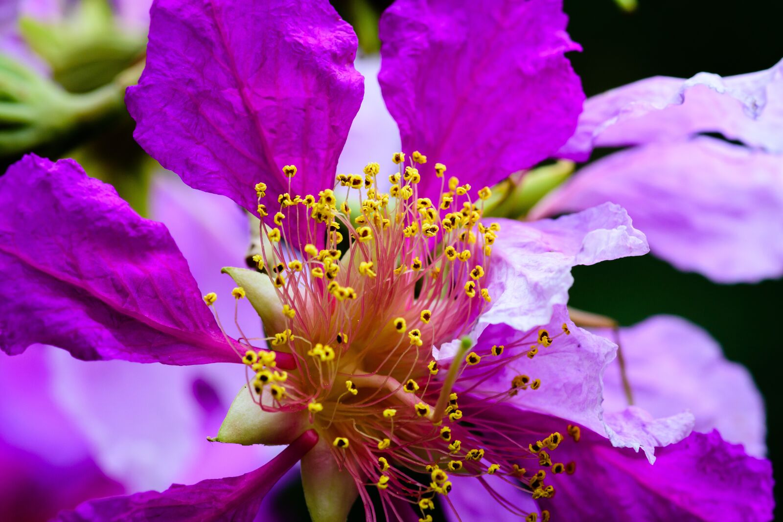 Nikon D7200 sample photo. Flower, beautiful, nikon photography