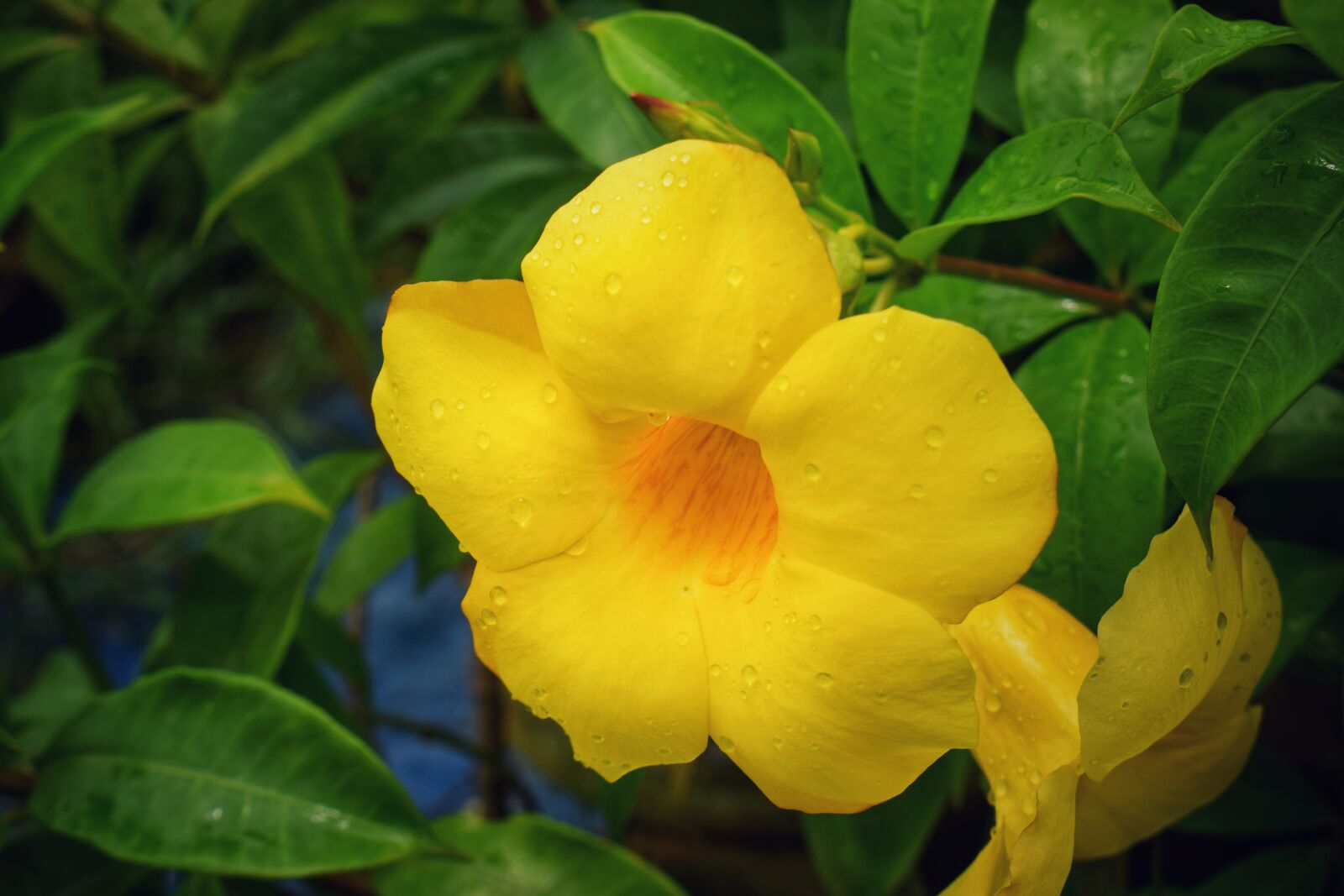 Nikon D3300 sample photo. Flower, yellow, summer photography