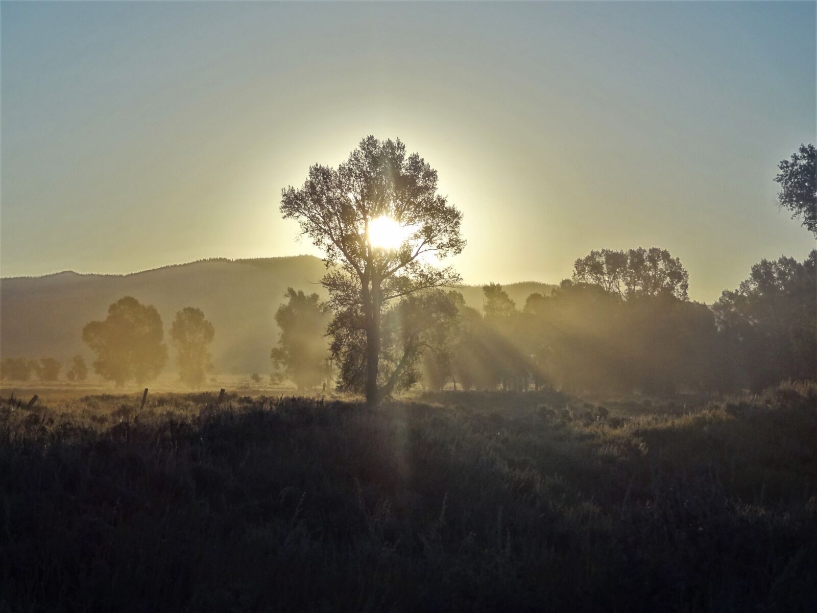 Sony Cyber-shot DSC-HX9V sample photo. Tree, sun, landscape photography
