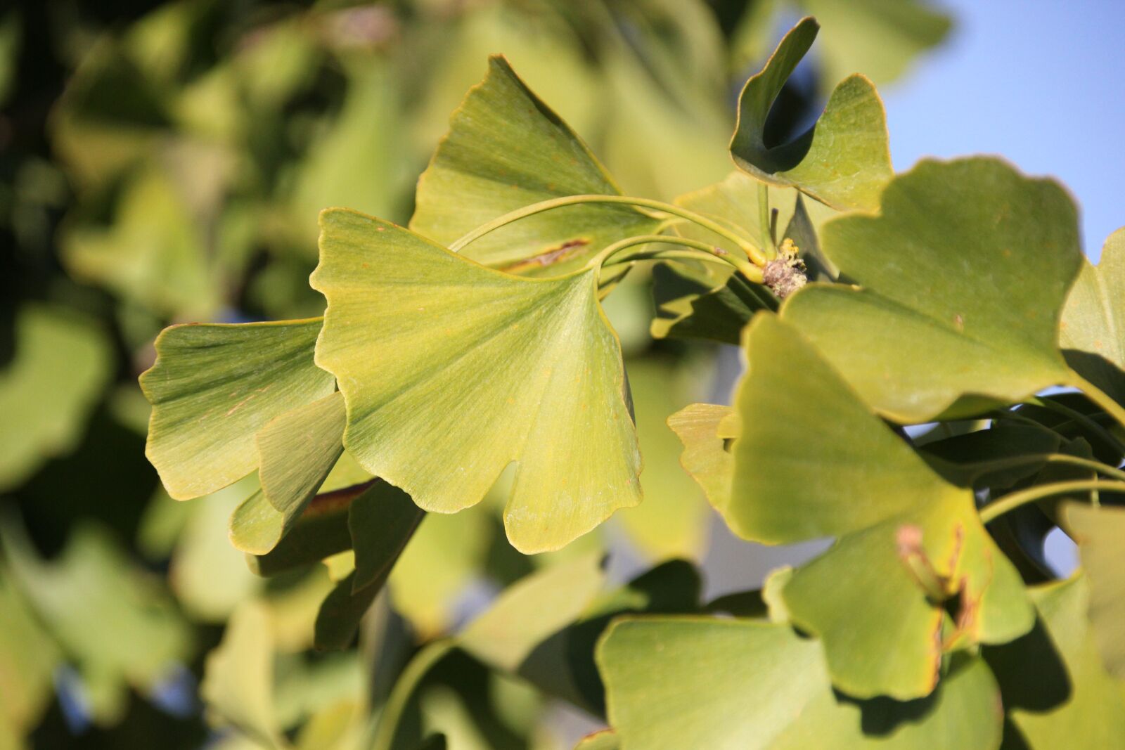 Canon EOS 550D (EOS Rebel T2i / EOS Kiss X4) sample photo. Leaf, leaves, tree photography
