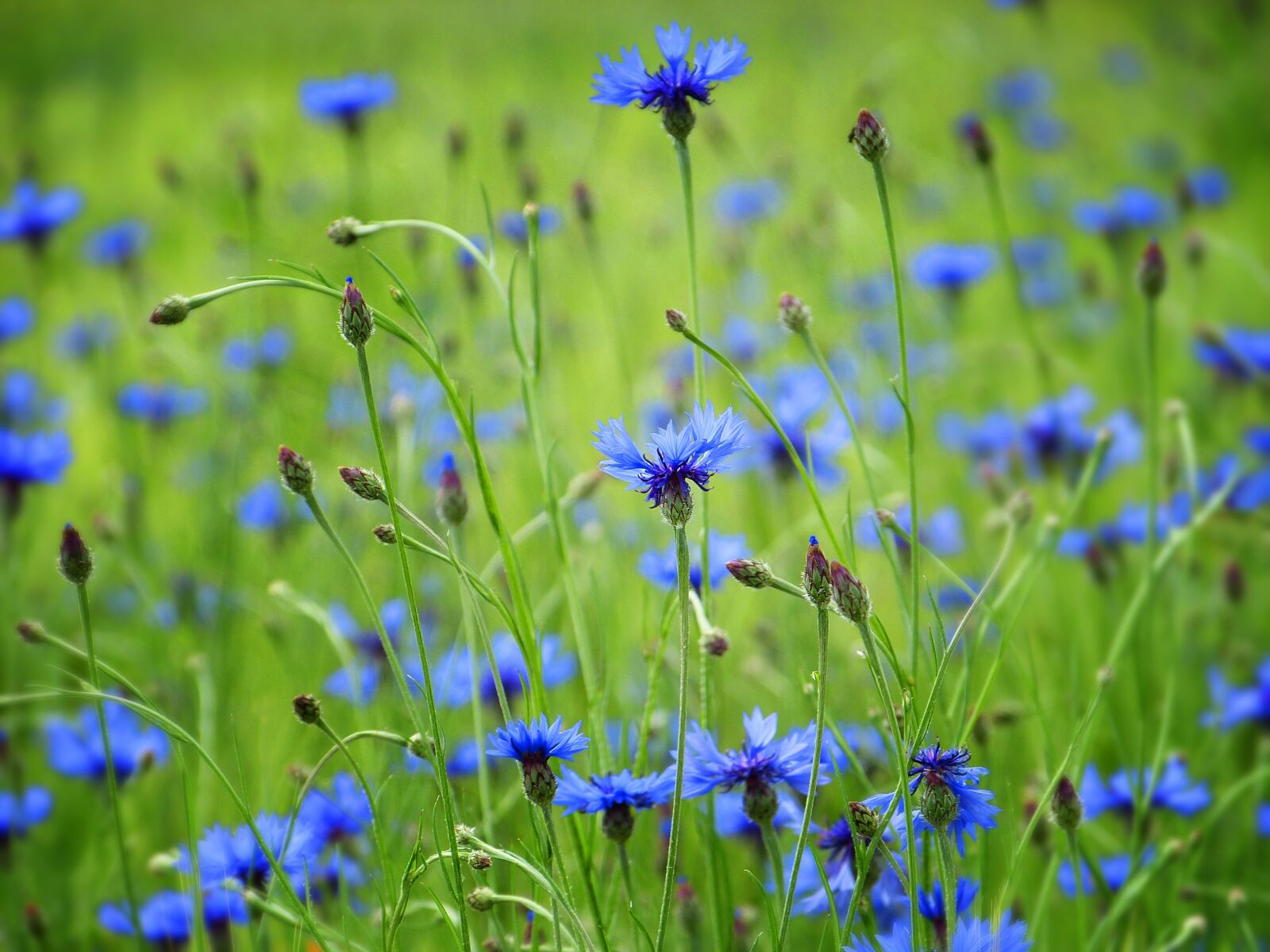 Panasonic Lumix DMC-FZ150 sample photo. Cornflowers, blue, flowers photography