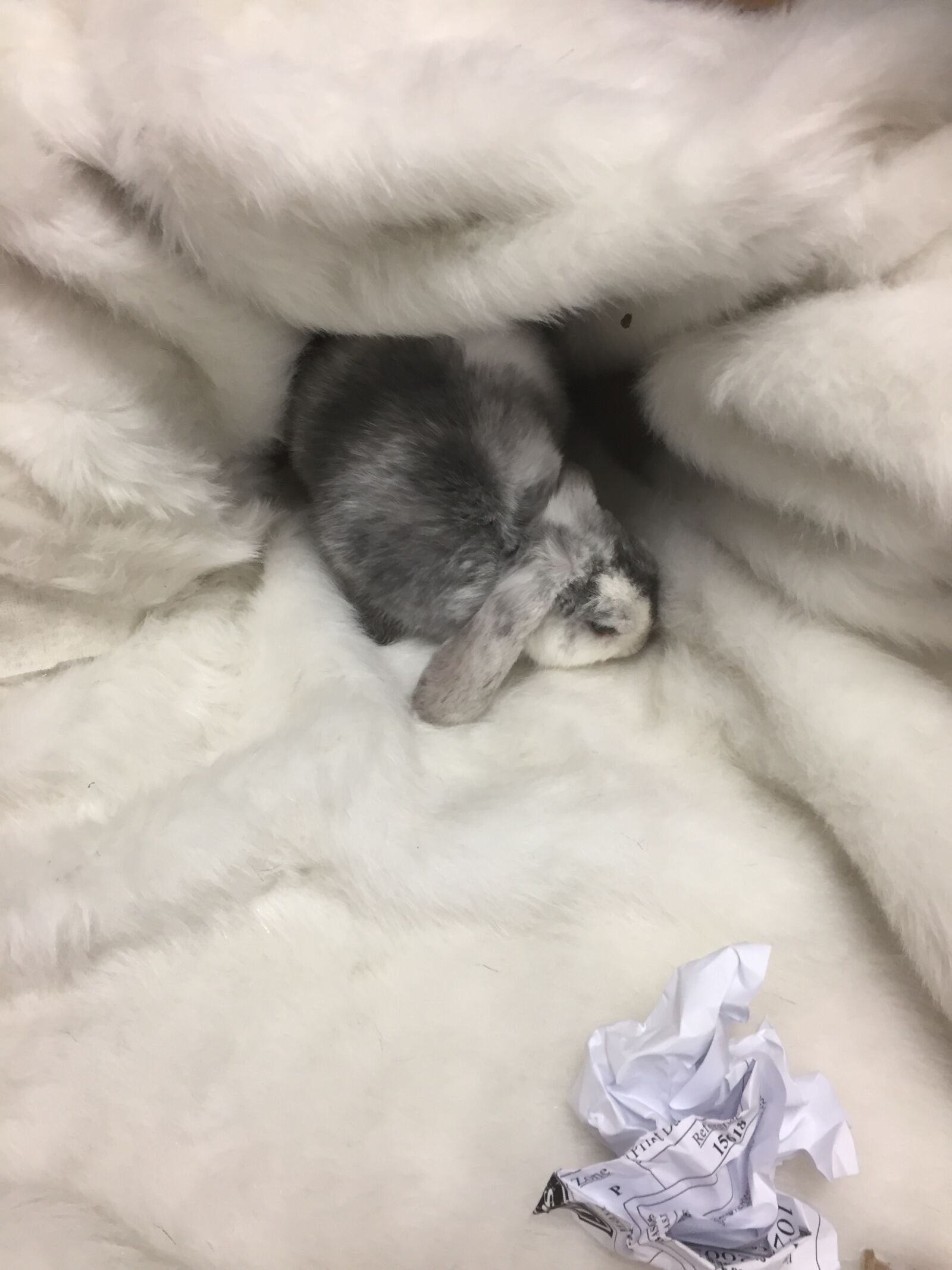 iPhone 6 back camera 4.15mm f/2.2 sample photo. Bunny, rabbit, easter photography