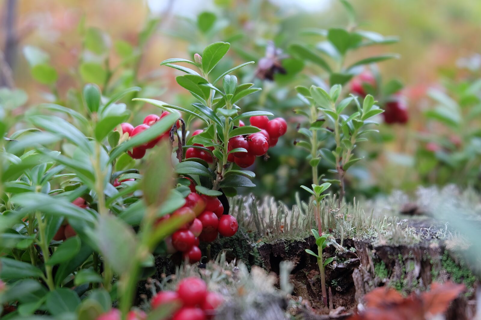 Fujifilm X-A2 + Fujifilm XC 16-50mm F3.5-5.6 OIS II sample photo. Beauty, love, nature photography