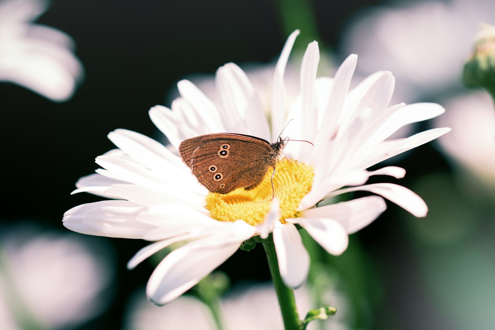 Nikon D7100 sample photo. Butterfly, chimney sweep, aphantopus photography