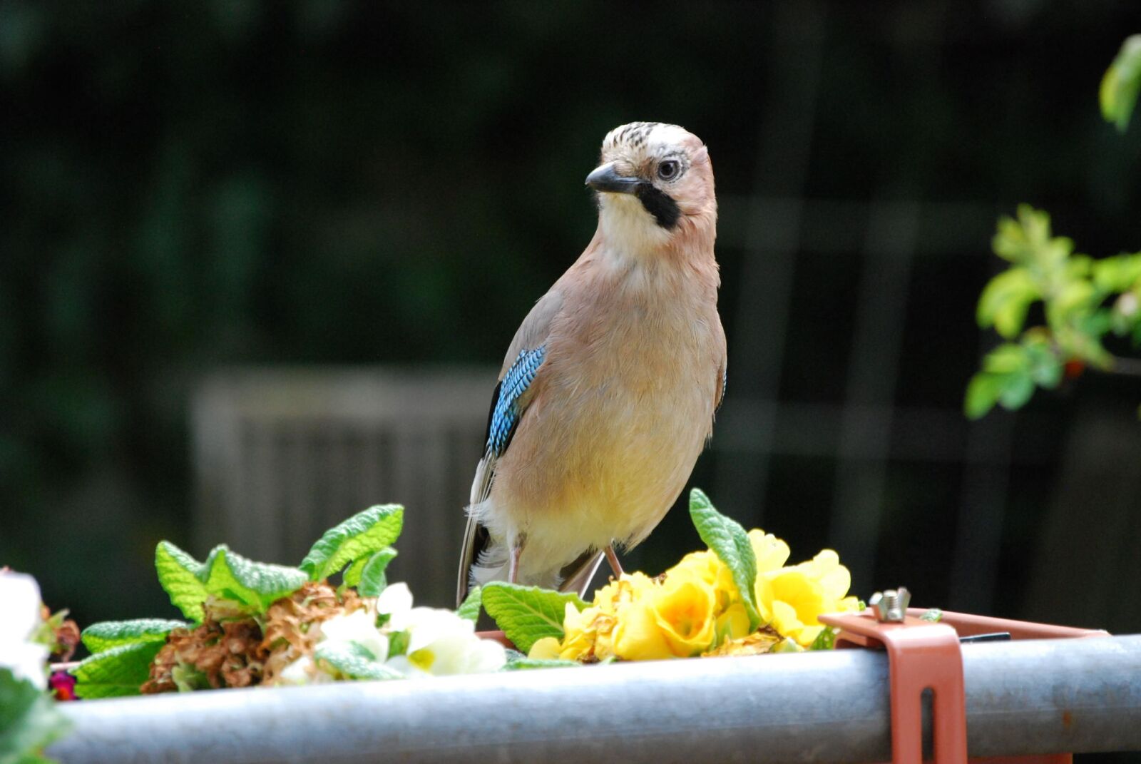 Nikon D40X sample photo. Jay, bird, garden photography