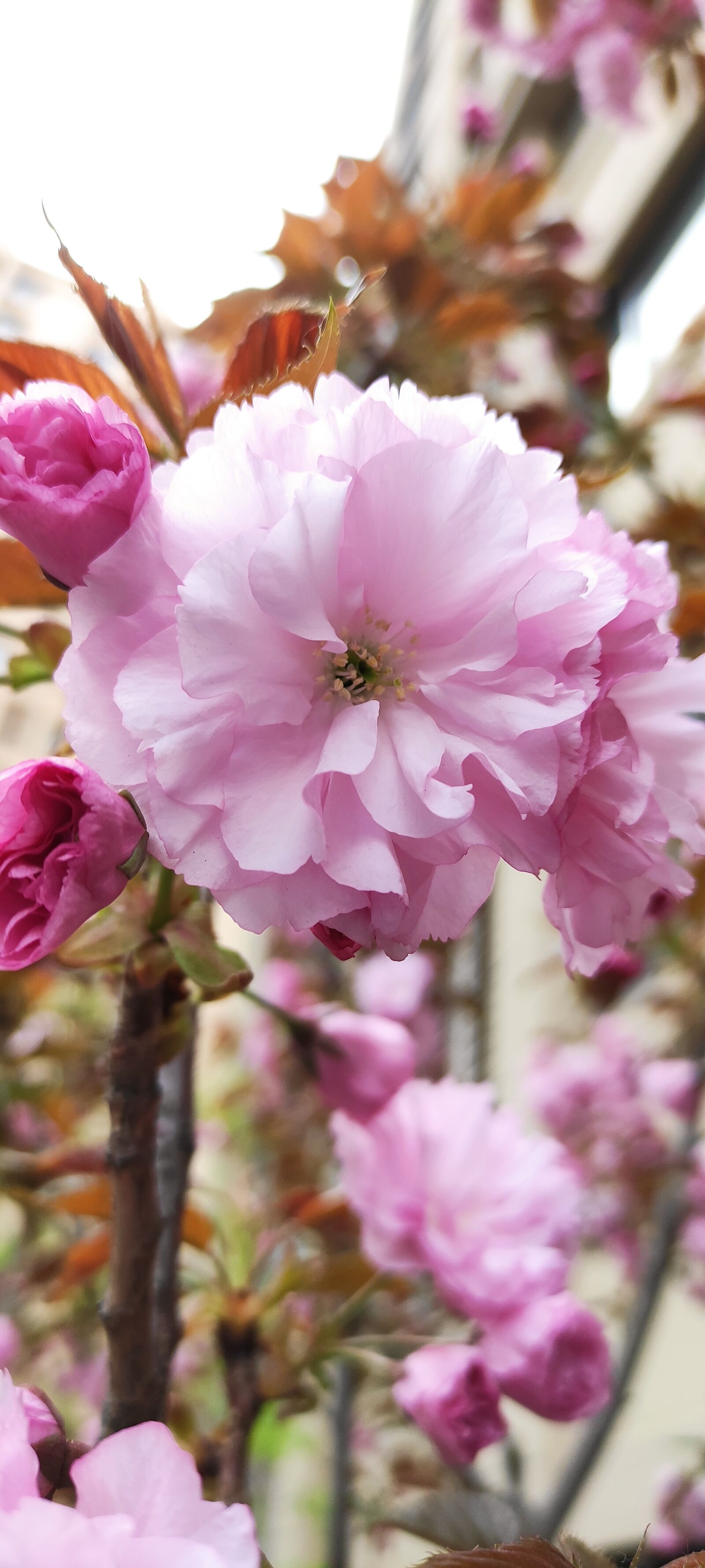 Xiaomi Redmi K30 5G sample photo. Japan night cherry blossom photography