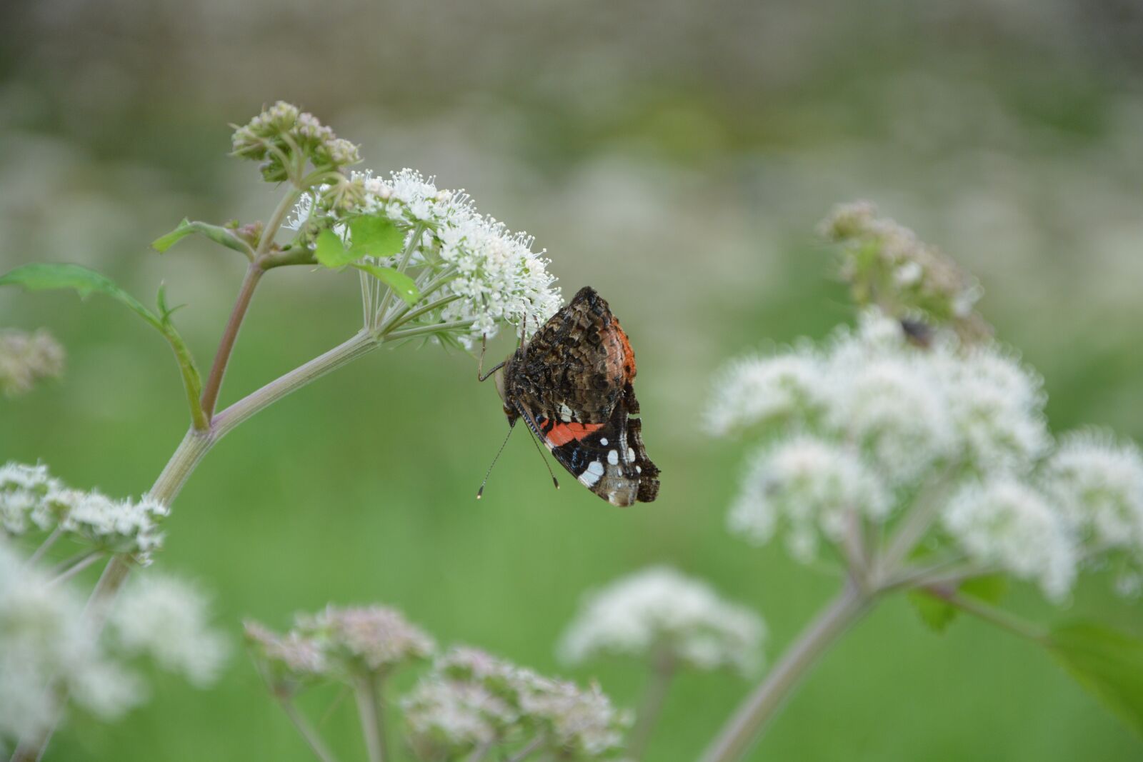 Nikon D5200 sample photo. Butterfly, flower, forage photography