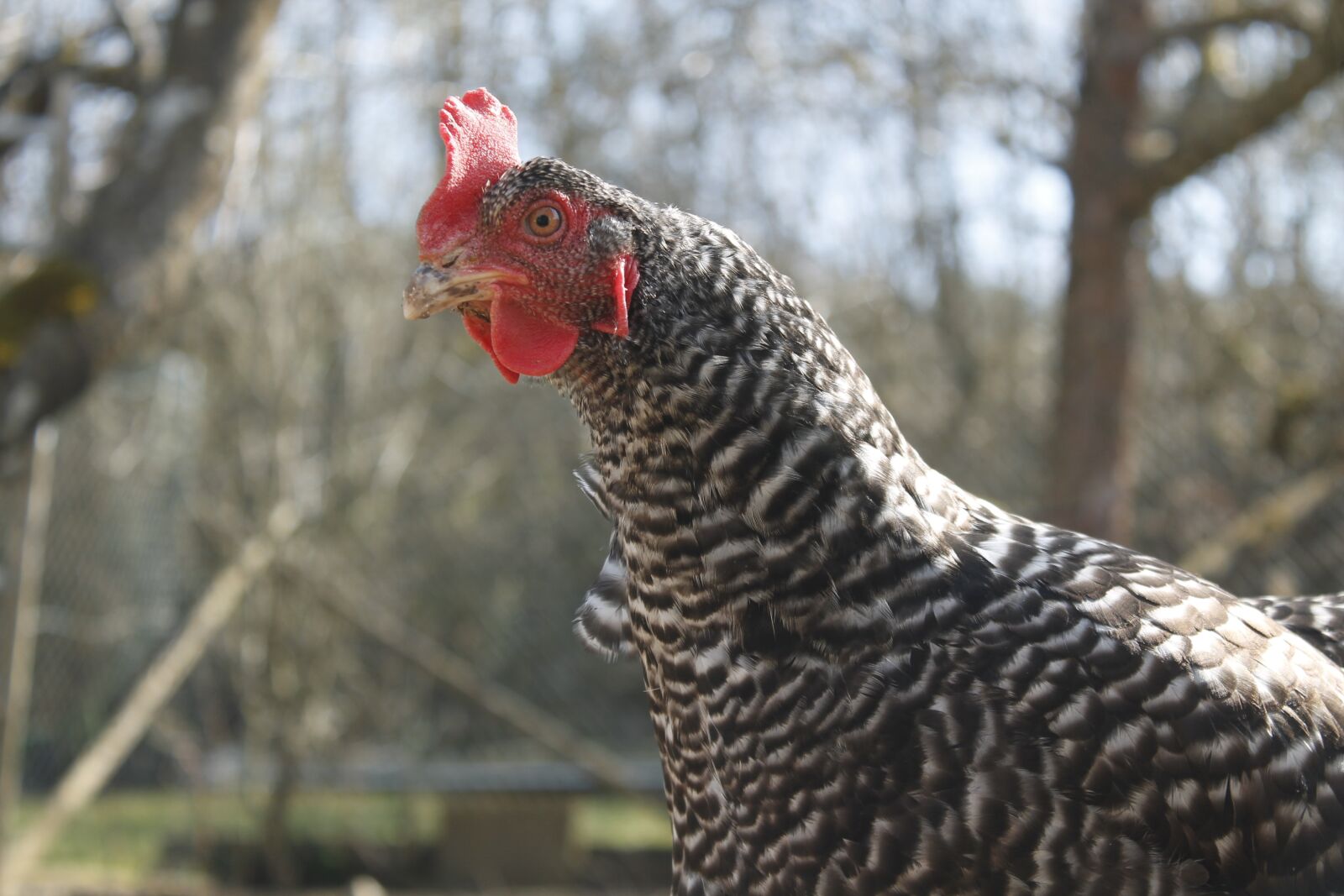 Canon EOS 1100D (EOS Rebel T3 / EOS Kiss X50) sample photo. Chicken, hen, poultry photography