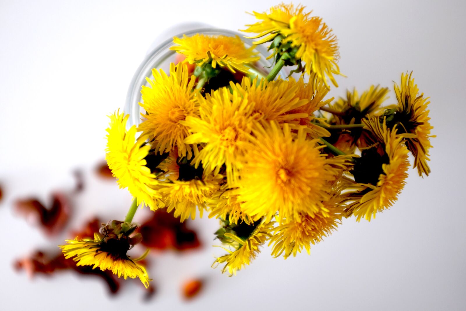 Fujifilm X100T sample photo. Dandelions, yellow, flowers photography
