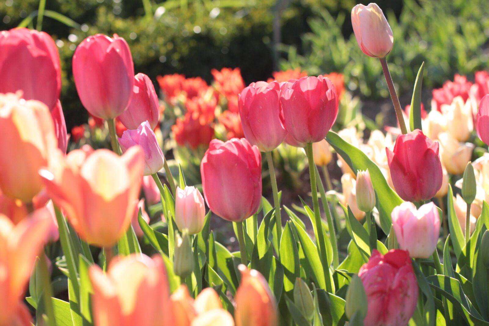 Canon EOS 600D (Rebel EOS T3i / EOS Kiss X5) sample photo. Tulip, flower, nature photography