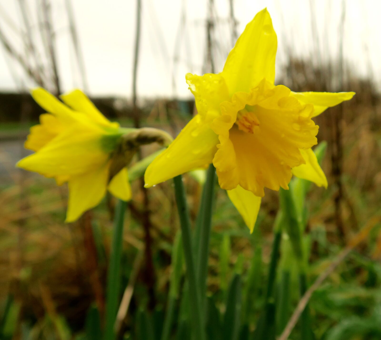 Canon PowerShot G7 X sample photo. Flowers, yellow photography