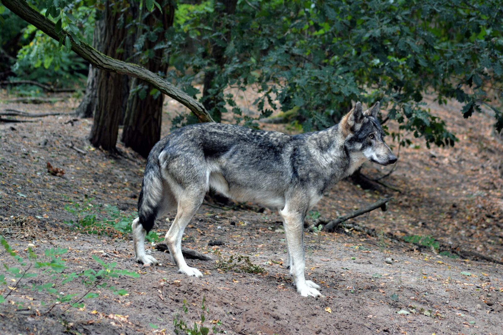 Nikon D5200 sample photo. Wolf, close up, nature photography
