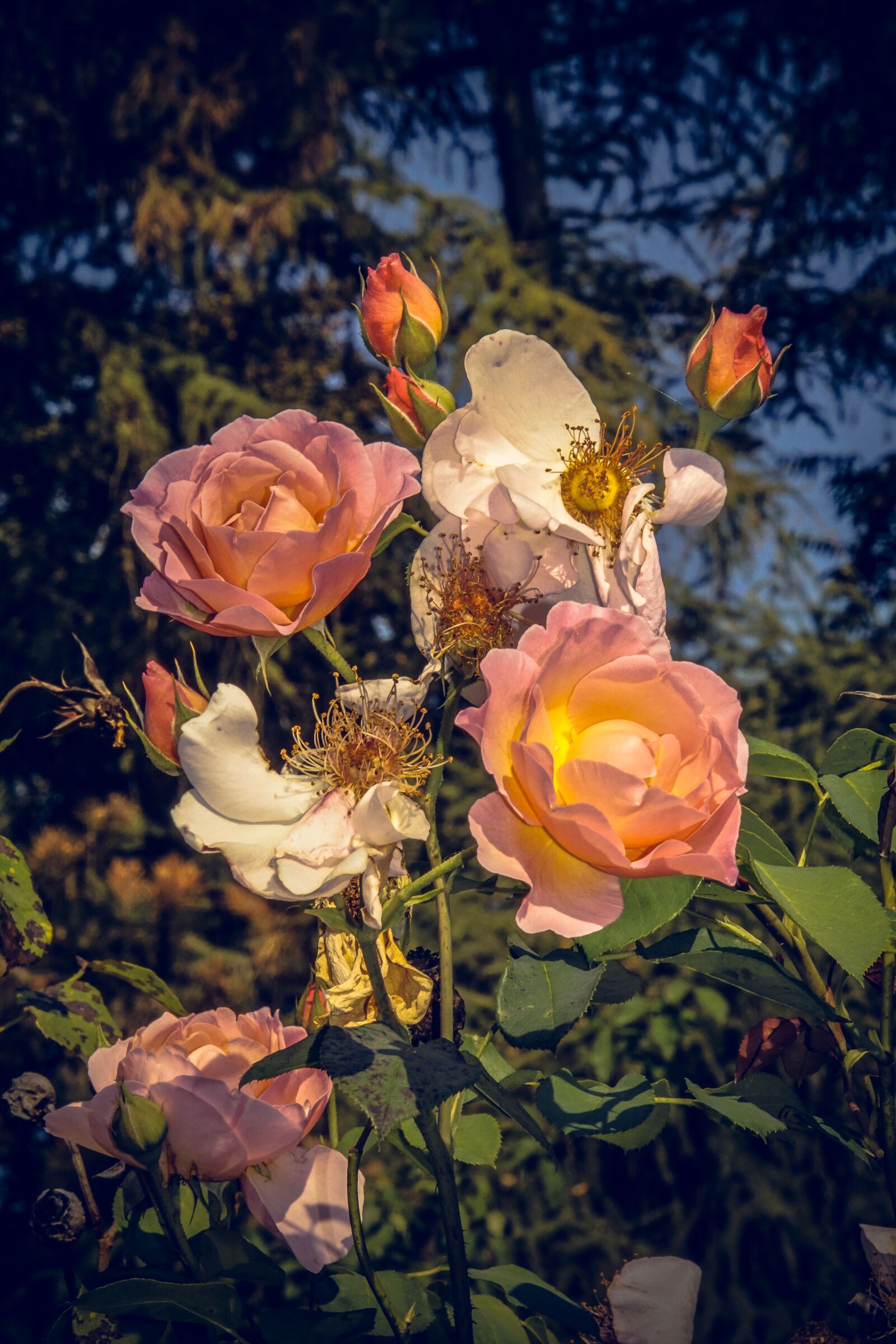 Sony ILCA-77M2 sample photo. Rose, blossom, bloom photography