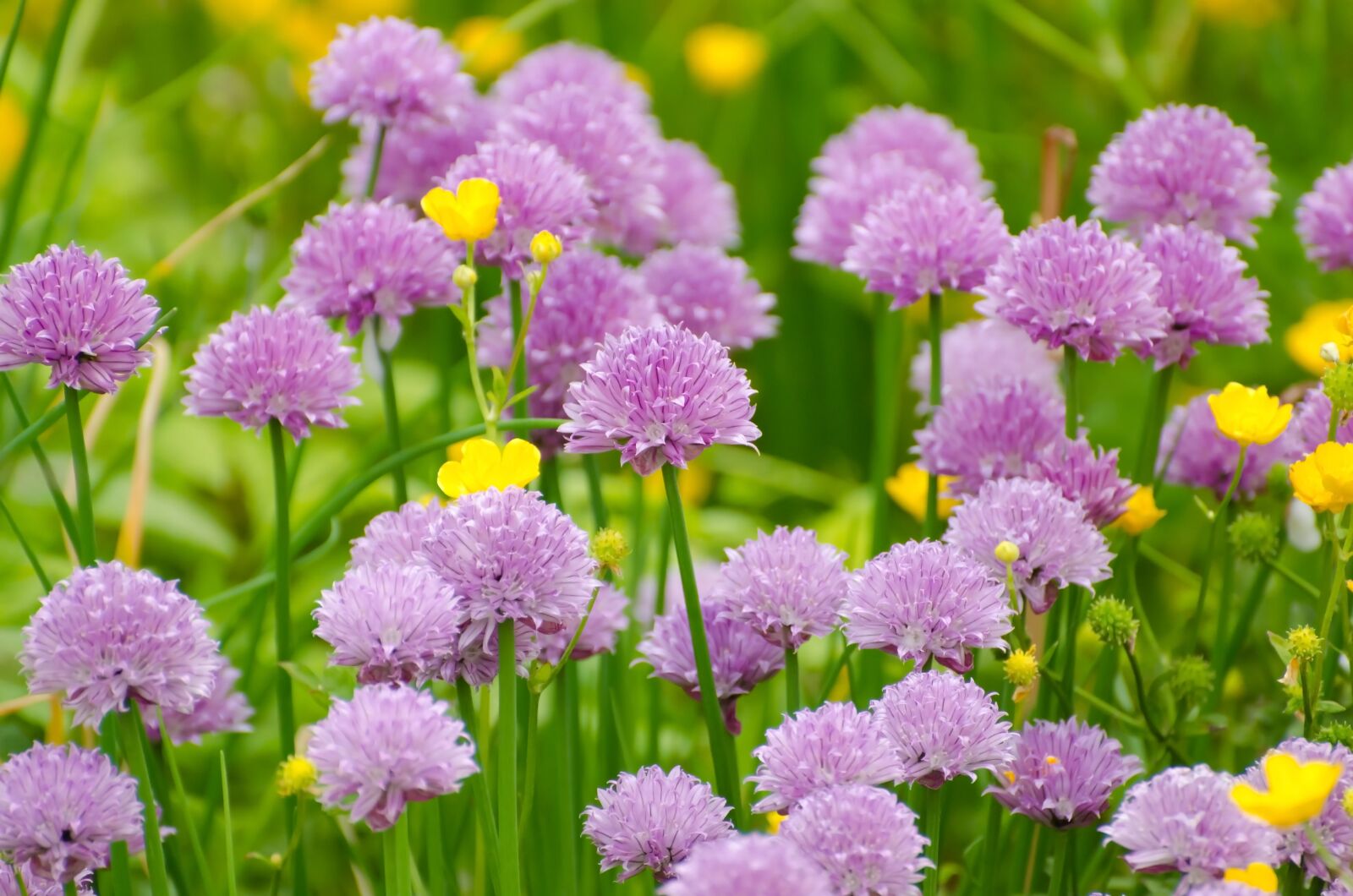 Nikon D5100 sample photo. Background, bloom, blooming, blossom photography