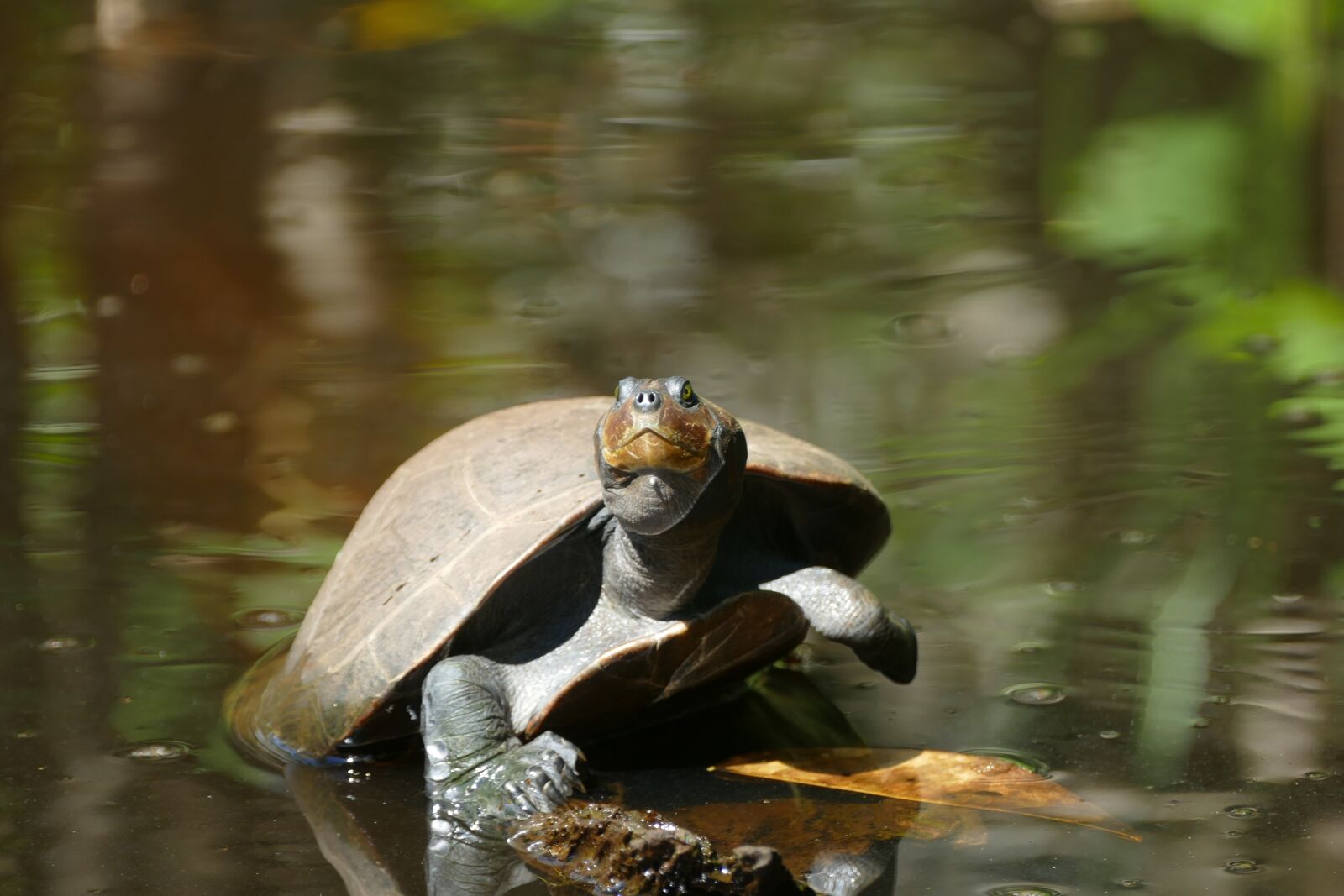 Panasonic Lumix DMC-FZ1000 sample photo. Turtle, animal, nature photography