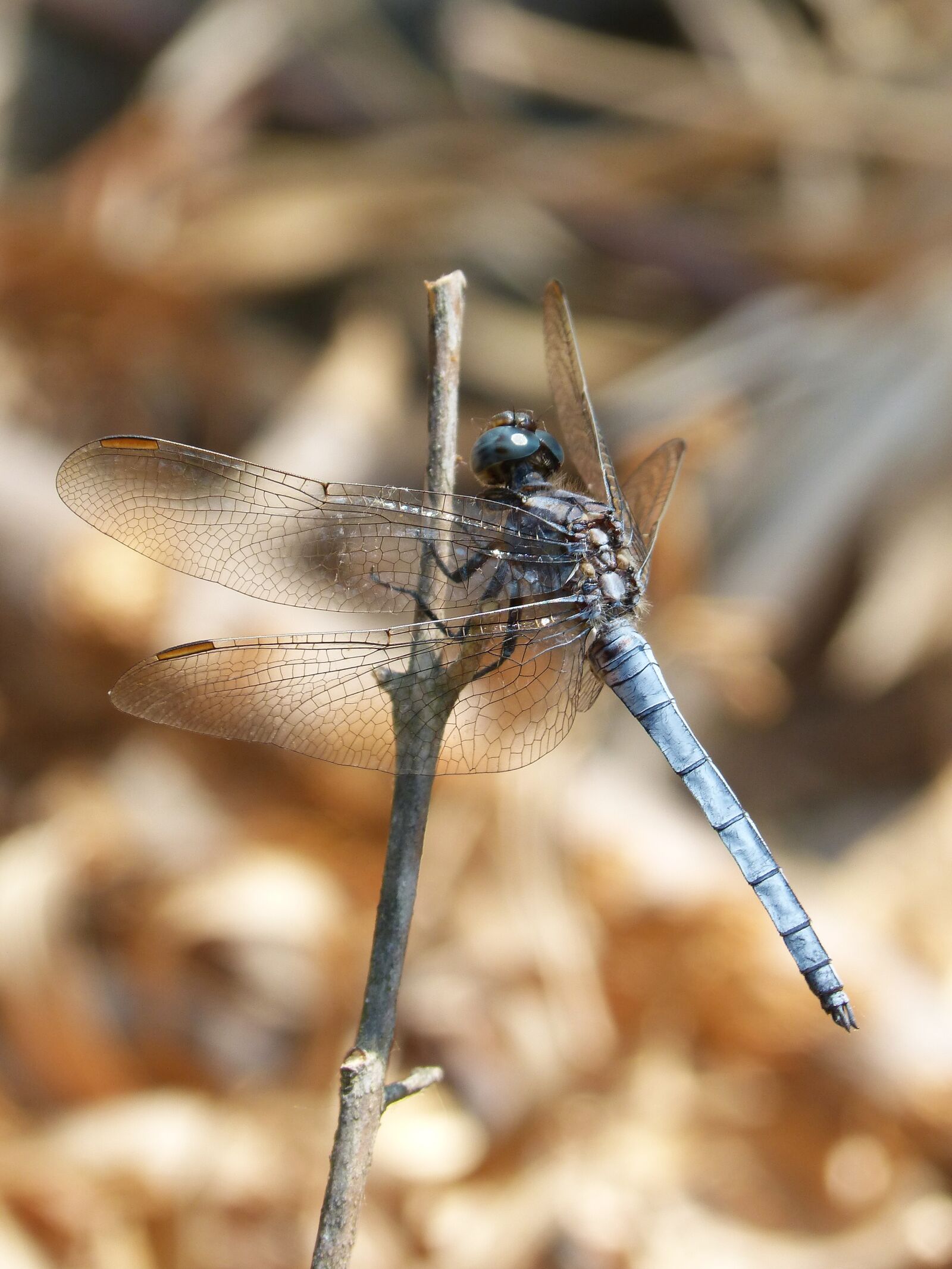 Panasonic DMC-FZ62 sample photo. Blue dragonfly, stem, wetland photography