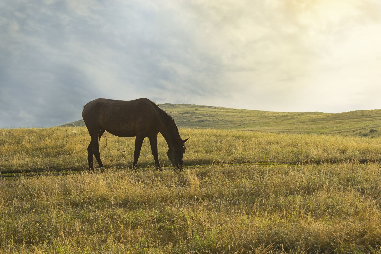 Canon EOS 600D (Rebel EOS T3i / EOS Kiss X5) sample photo. Horse, mountains, foal photography