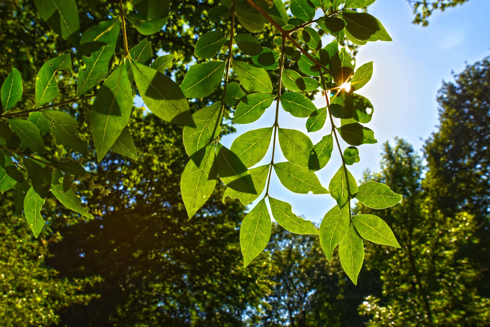 Nikon D750 sample photo. Tree, branch, leaves photography