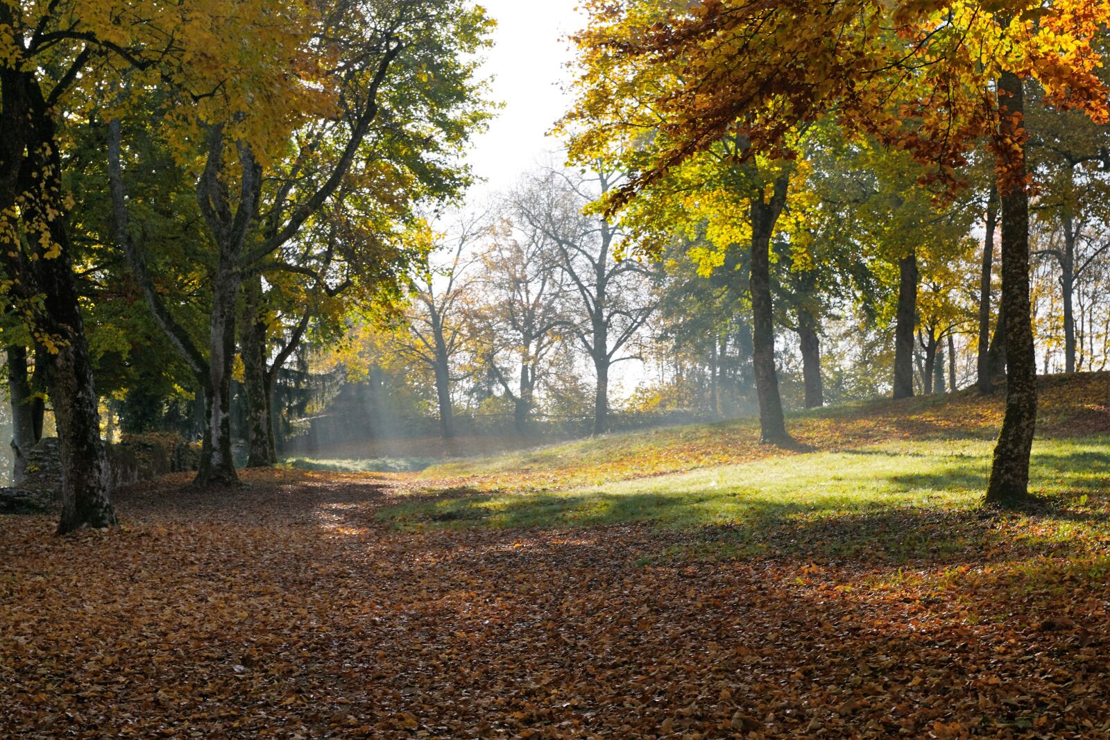 Sony ILCA-77M2 + Sony DT 16-50mm F2.8 SSM sample photo. Autumn, hike, tuttlingen photography