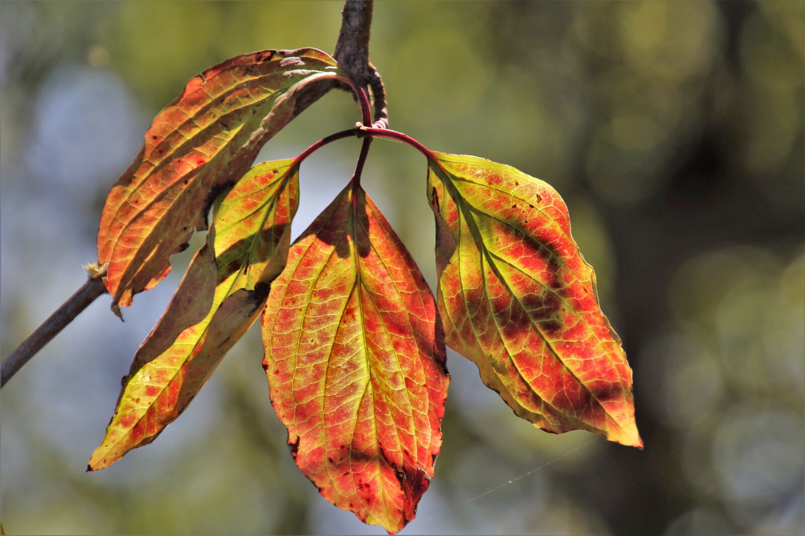 Canon EOS 80D sample photo. Colors of autumn, foliage photography