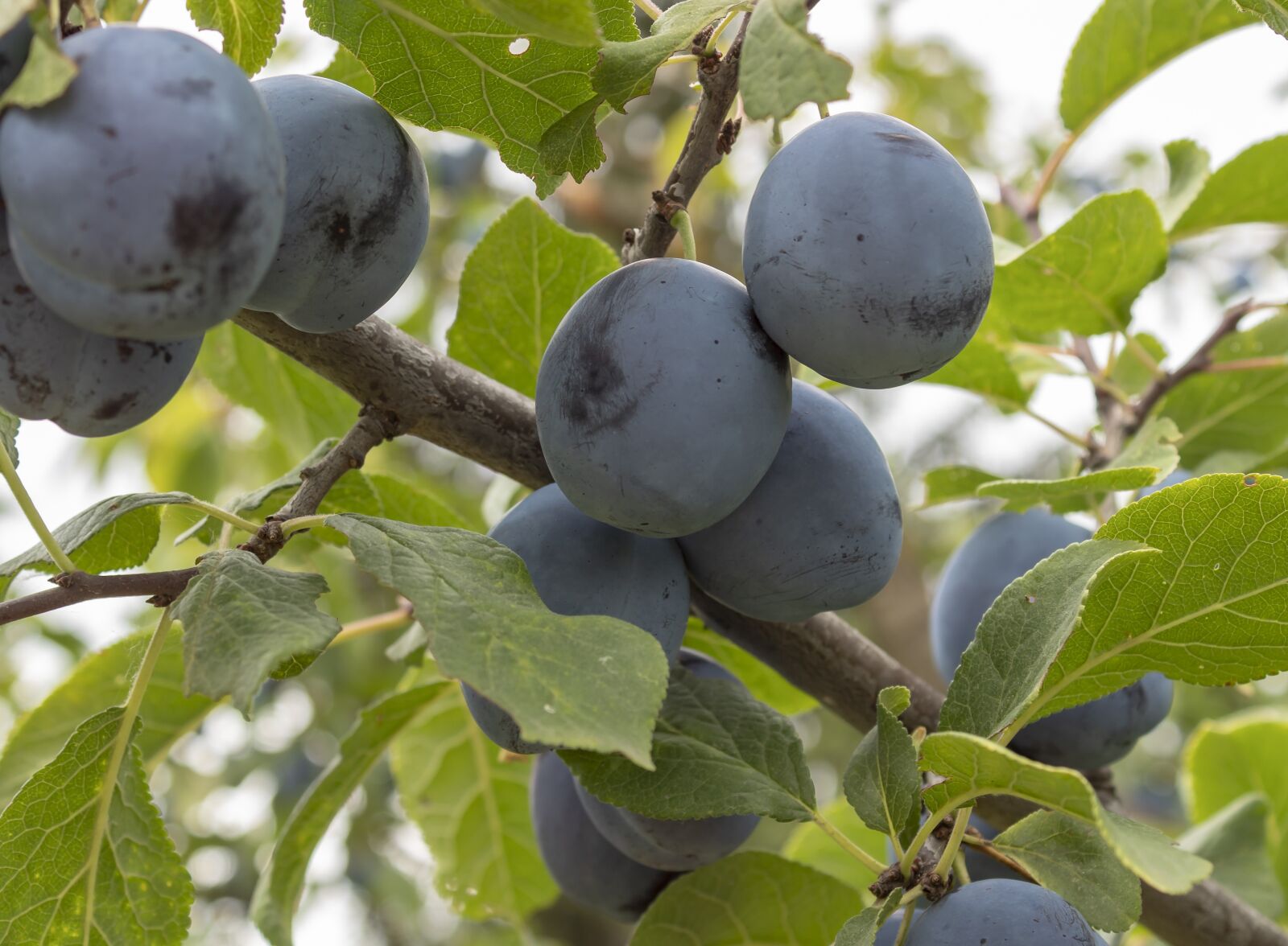 Canon EOS 1300D (EOS Rebel T6 / EOS Kiss X80) sample photo. Plum, fruit, plum tree photography