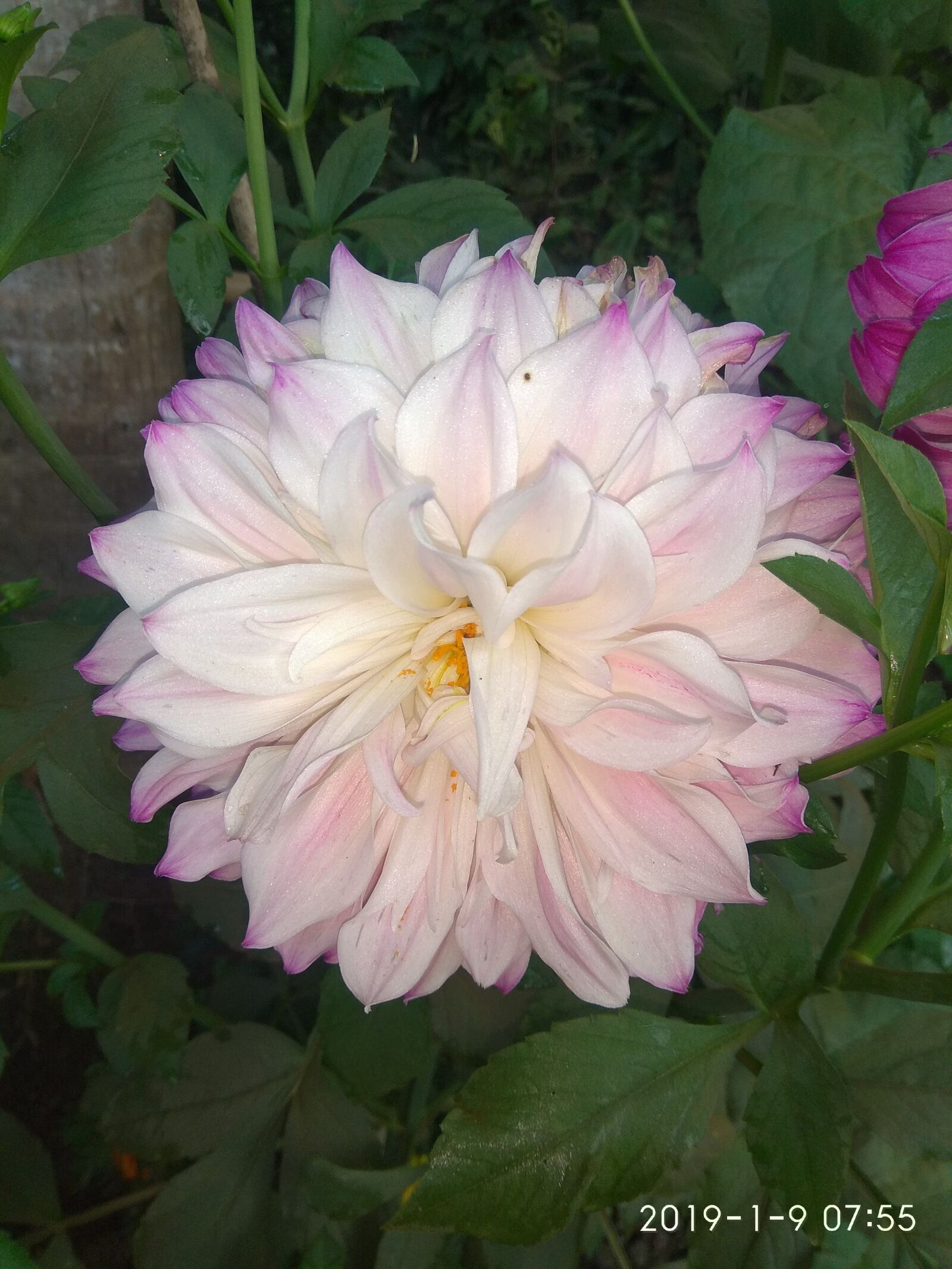 Xiaomi Redmi Note 4 sample photo. White flower, flower, tree photography
