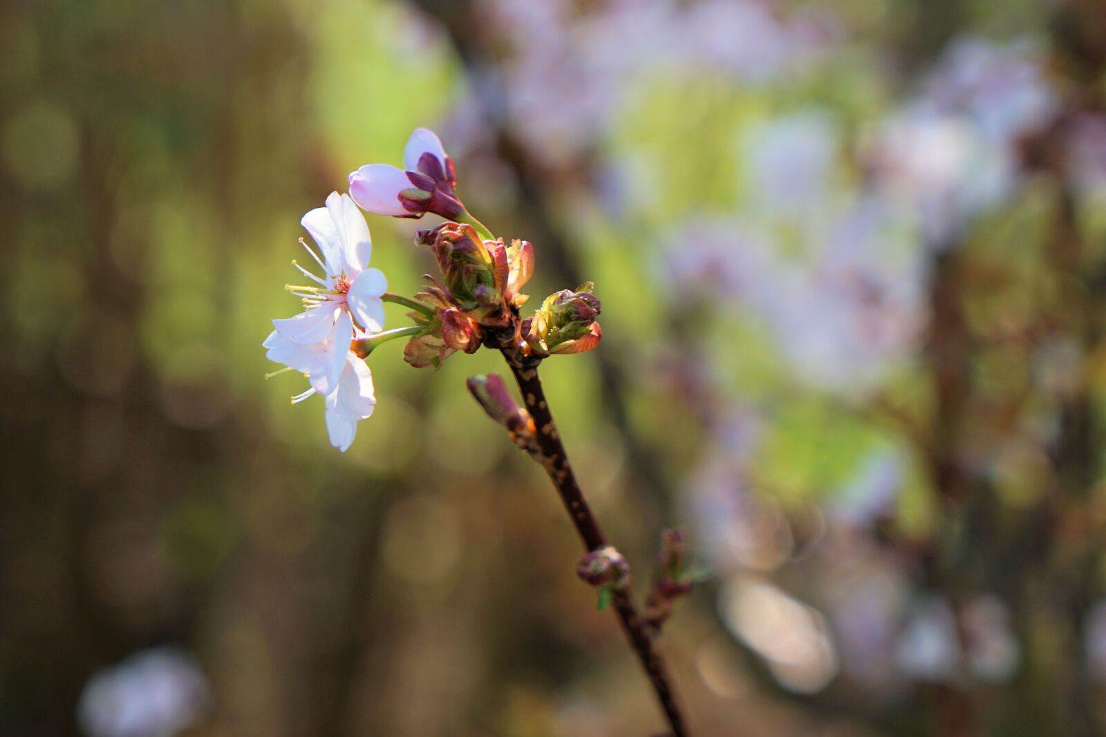 Sony a7 II + Sony Vario Tessar T* FE 24-70mm F4 ZA OSS sample photo. Cherry blossom, branch, tree photography