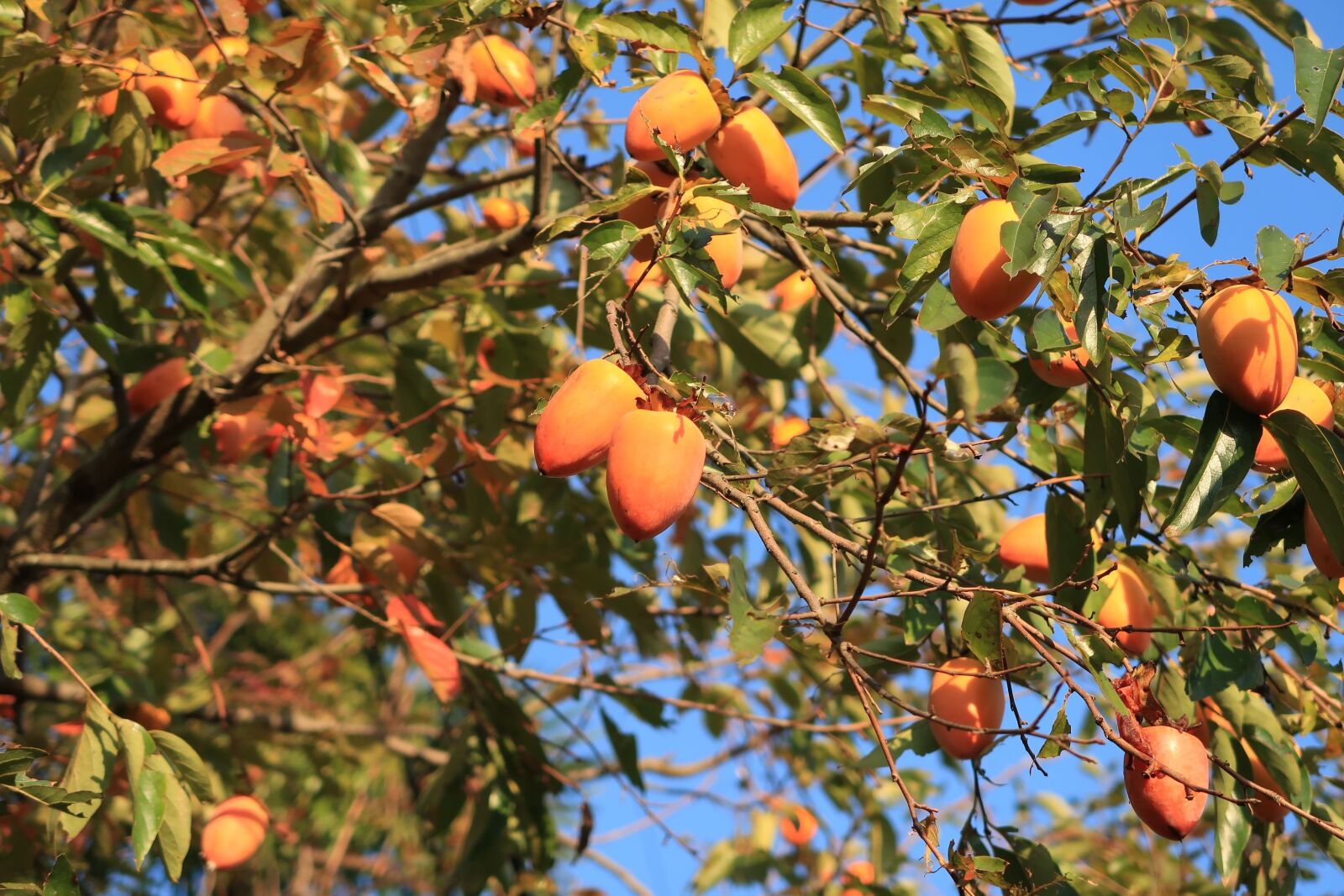Canon PowerShot G7 X Mark II sample photo. Persimmon, autumn, natural photography