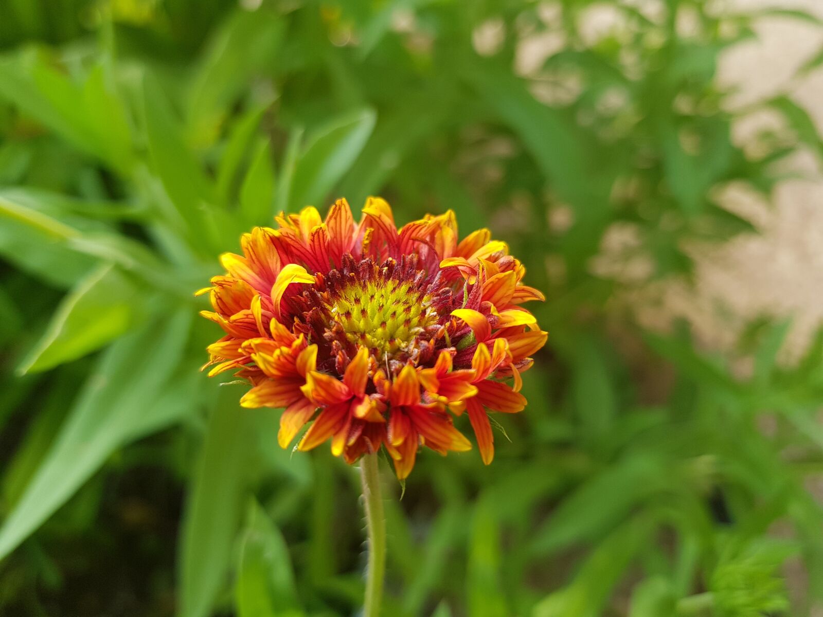 Samsung Galaxy S8+ sample photo. Red, flower, beautiful photography